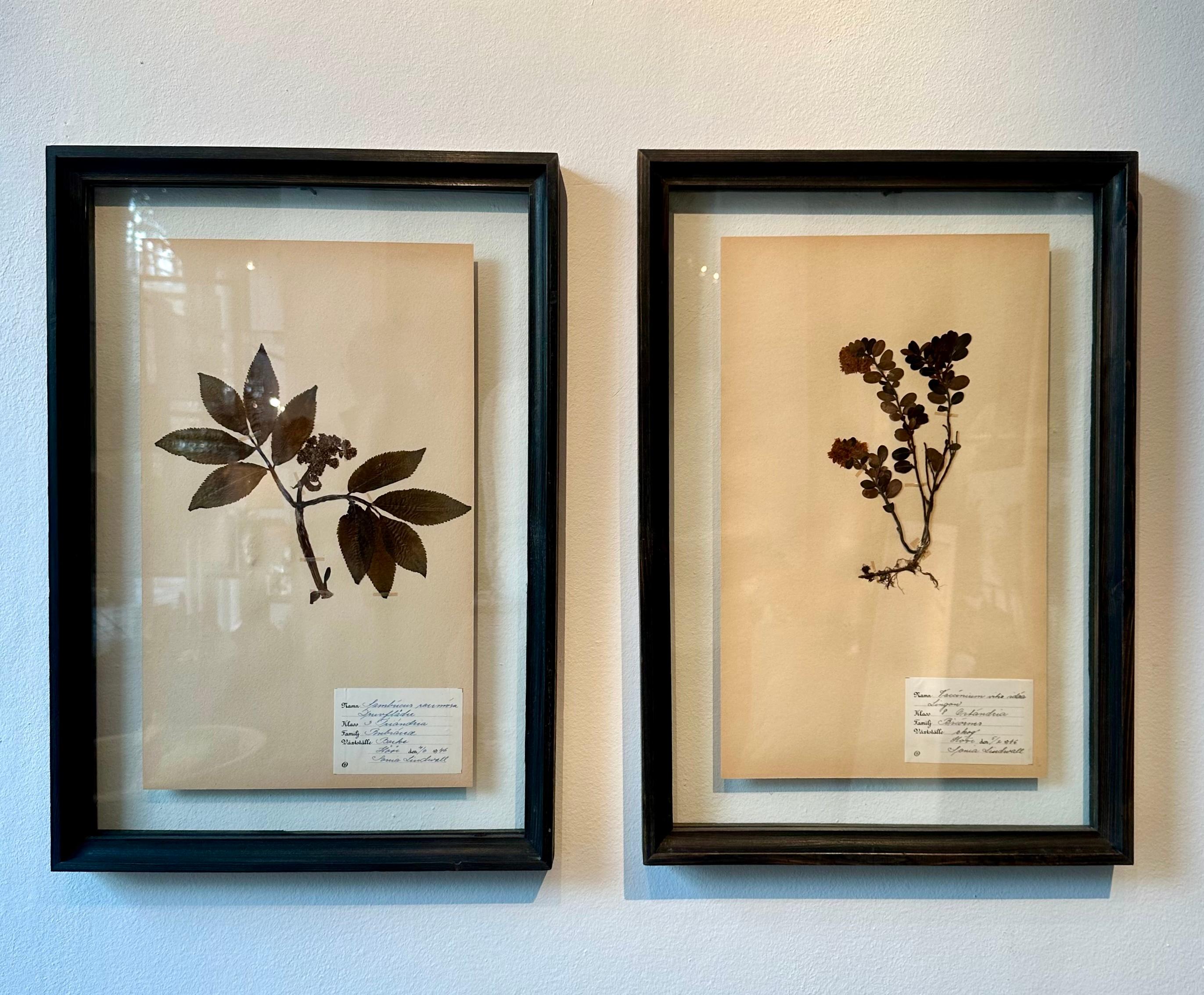 Ein einzigartiges Paar von Vintage Herbarium Botanical Flower Press mit benutzerdefinierten Rahmen