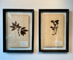 Un Par Único De Herbario Botánico Vintage Prensa De Flores Con Marco Personalizado