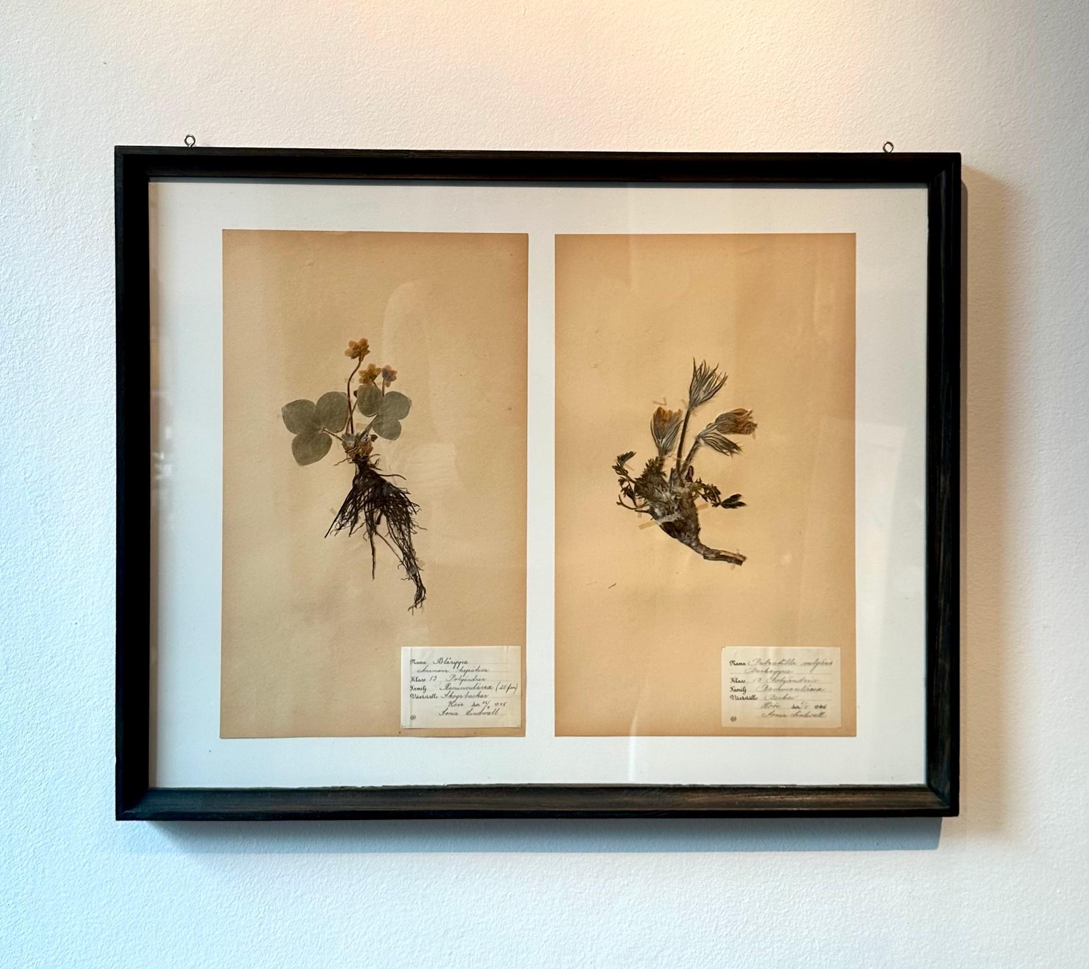 Ein einzigartiges Paar von Vintage Herbarium Botanical Flower Press mit benutzerdefinierten Rahmen