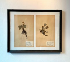 Un Par Único De Herbario Botánico Vintage Prensa De Flores Con Marco Personalizado