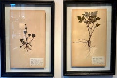 Set of 4 Vintage Herbarium Displays. A Botanical Flower Press With Frame