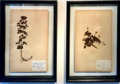 Set of 4 Vintage Herbarium Displays. A Botanical Flower Press With Frame