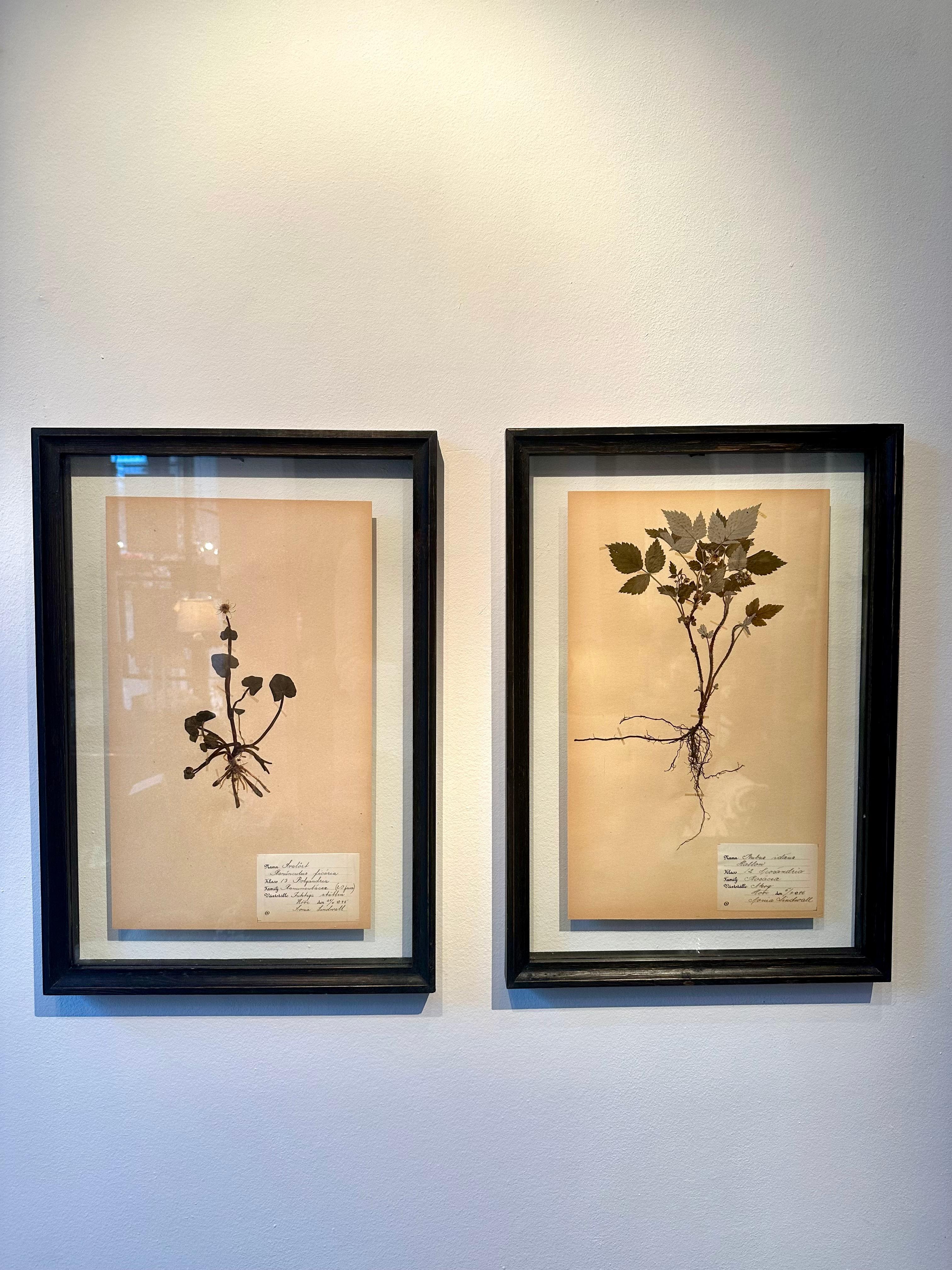 Unique Pair Of Vintage Herbarium Displays. A Botanical Flower Press With Frame For Sale 5