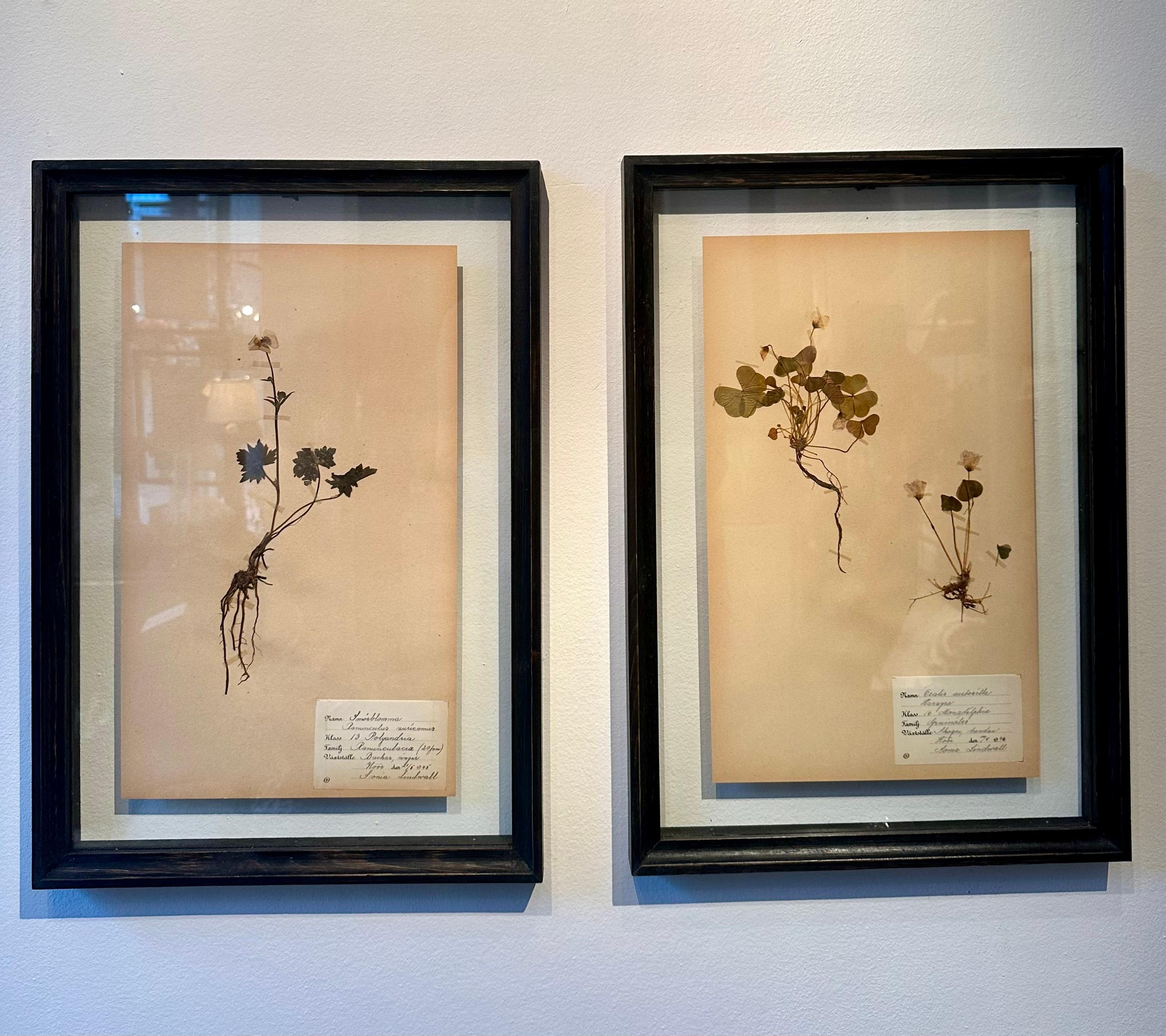 Einzigartiges Paar von Vintage Herbarium Displays. Eine botanische Blumenpresse mit Rahmen im Angebot 5