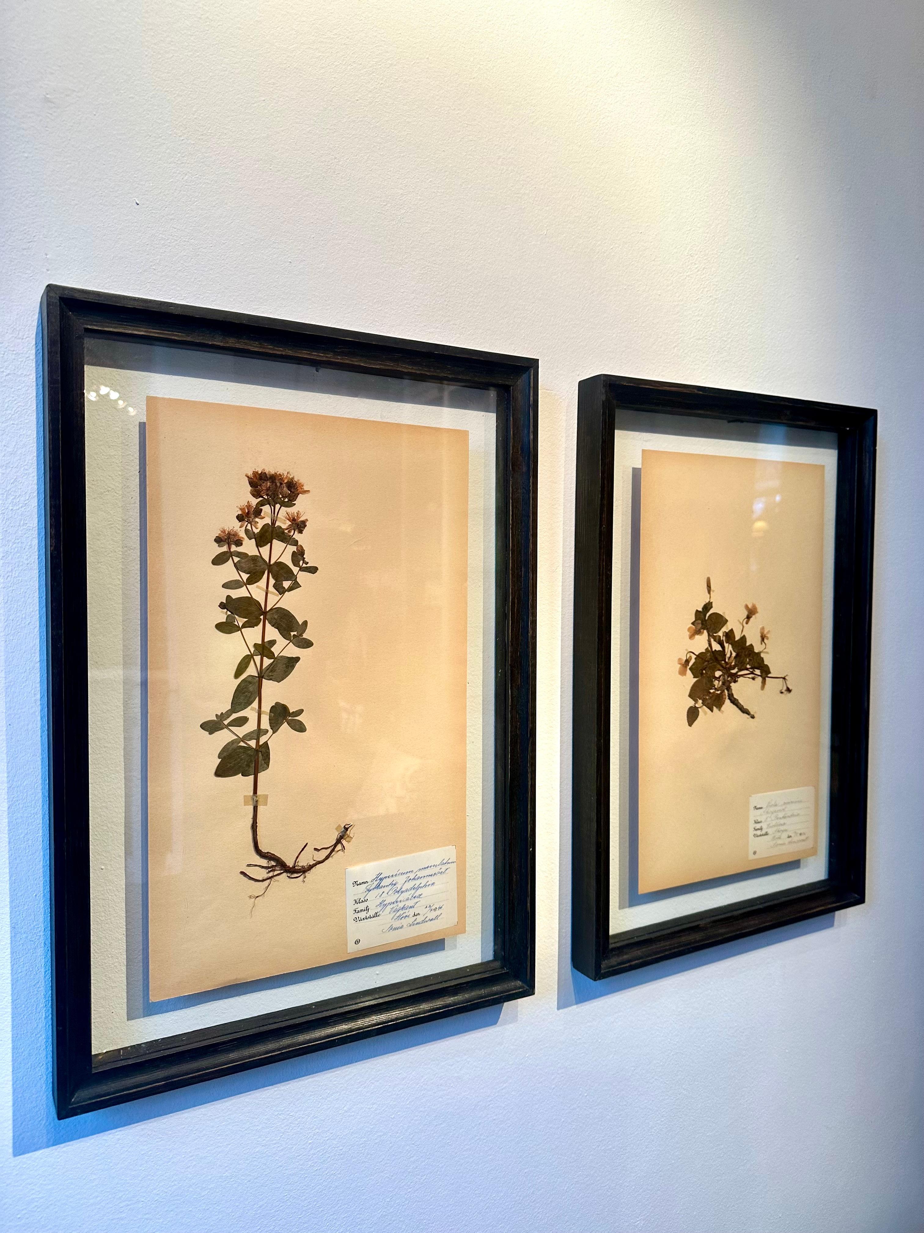 Unique Pair Of Vintage Herbarium Displays. A Botanical Flower Press With Frame - Romantic Mixed Media Art by Sonia Lindwall