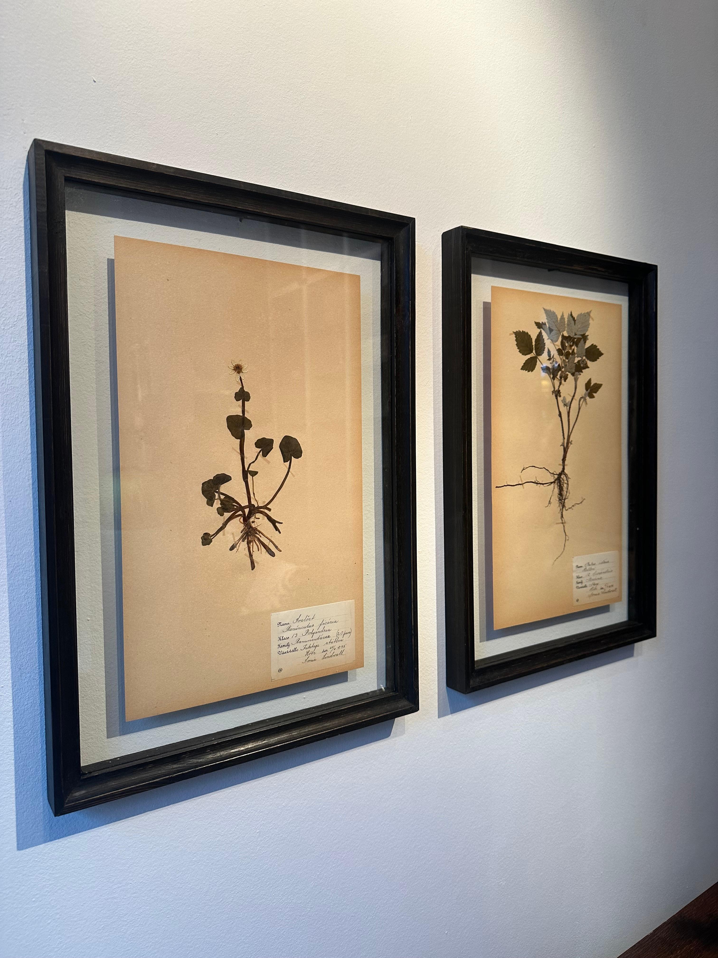 Unique Pair Of Vintage Herbarium Displays. A Botanical Flower Press With Frame - Painting by Sonia Lindwall