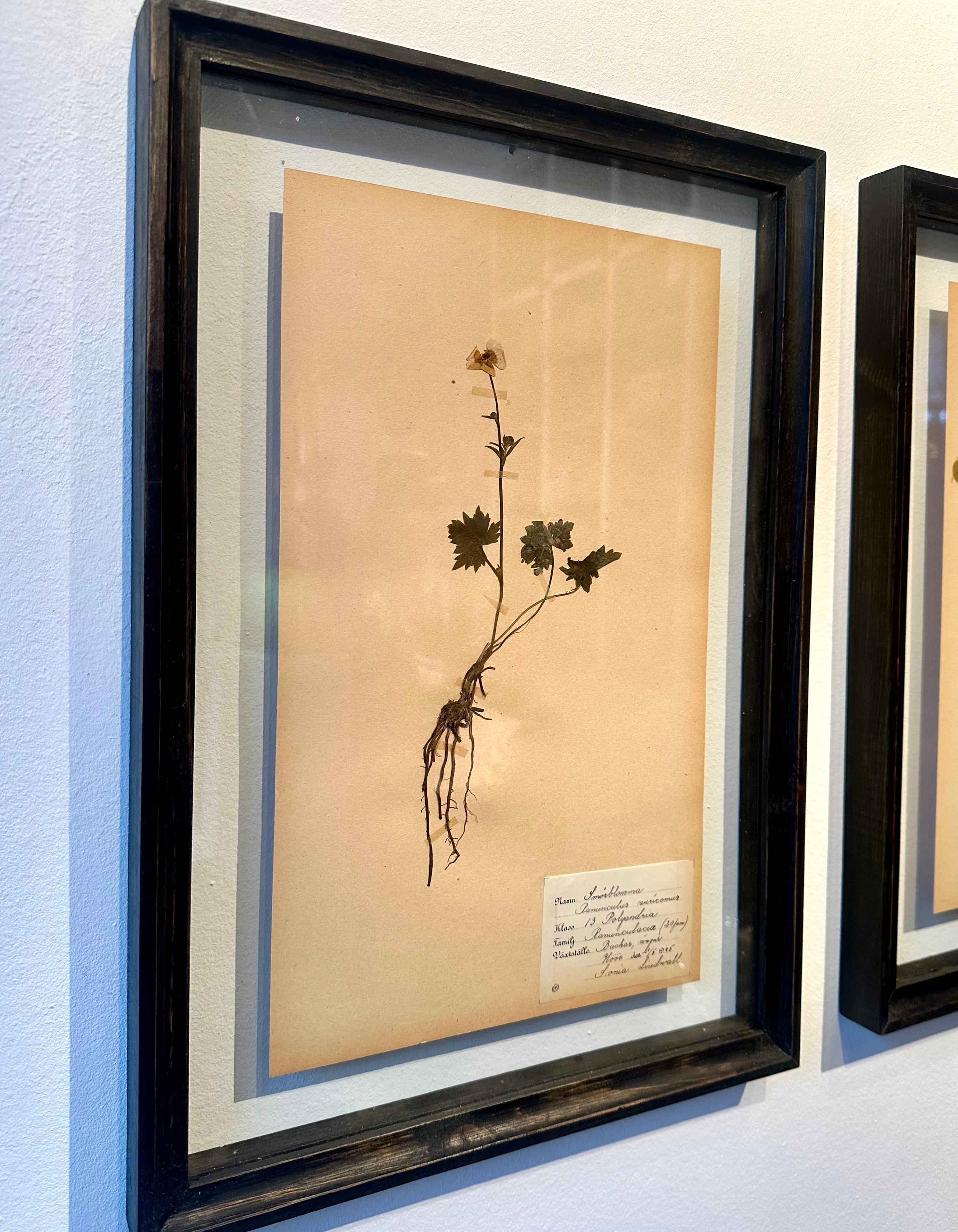 Einzigartiges Paar von Vintage Herbarium Displays. Eine botanische Blumenpresse mit Rahmen – Painting von Sonia Lindwall