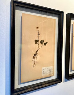 Unique Pair Of Vintage Herbarium Displays. A Botanical Flower Press With Frame