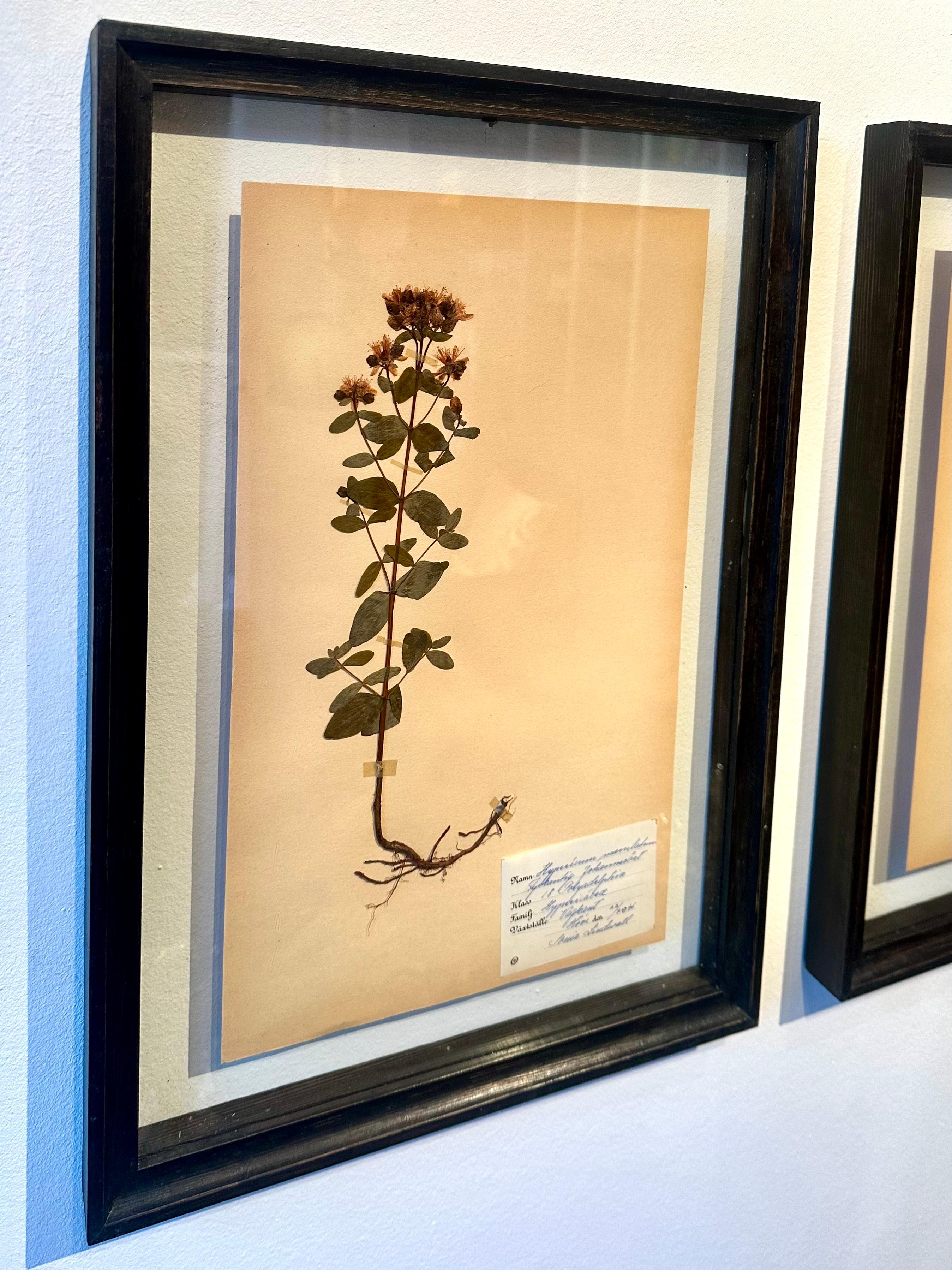 A unique pair of vintage herbarium / botanical displays collected and created by S. Lindwald in June 1946 in Sweden. These botanical specimen are preserved behind glass in a new double sided glass frame. The pressed botanical sheets showcases the