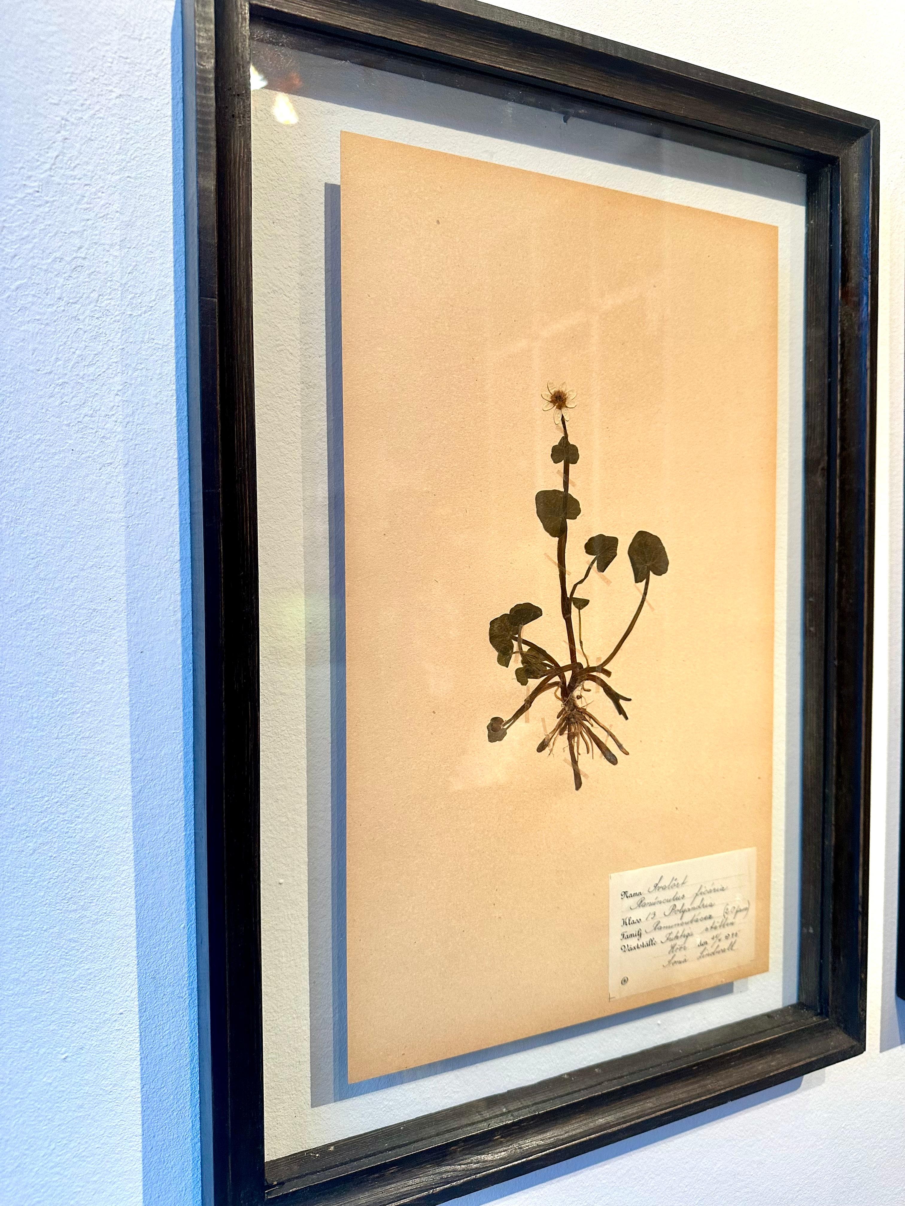 Unique Pair Of Vintage Herbarium Displays. A Botanical Flower Press With Frame - Romantic Painting by Sonia Lindwall