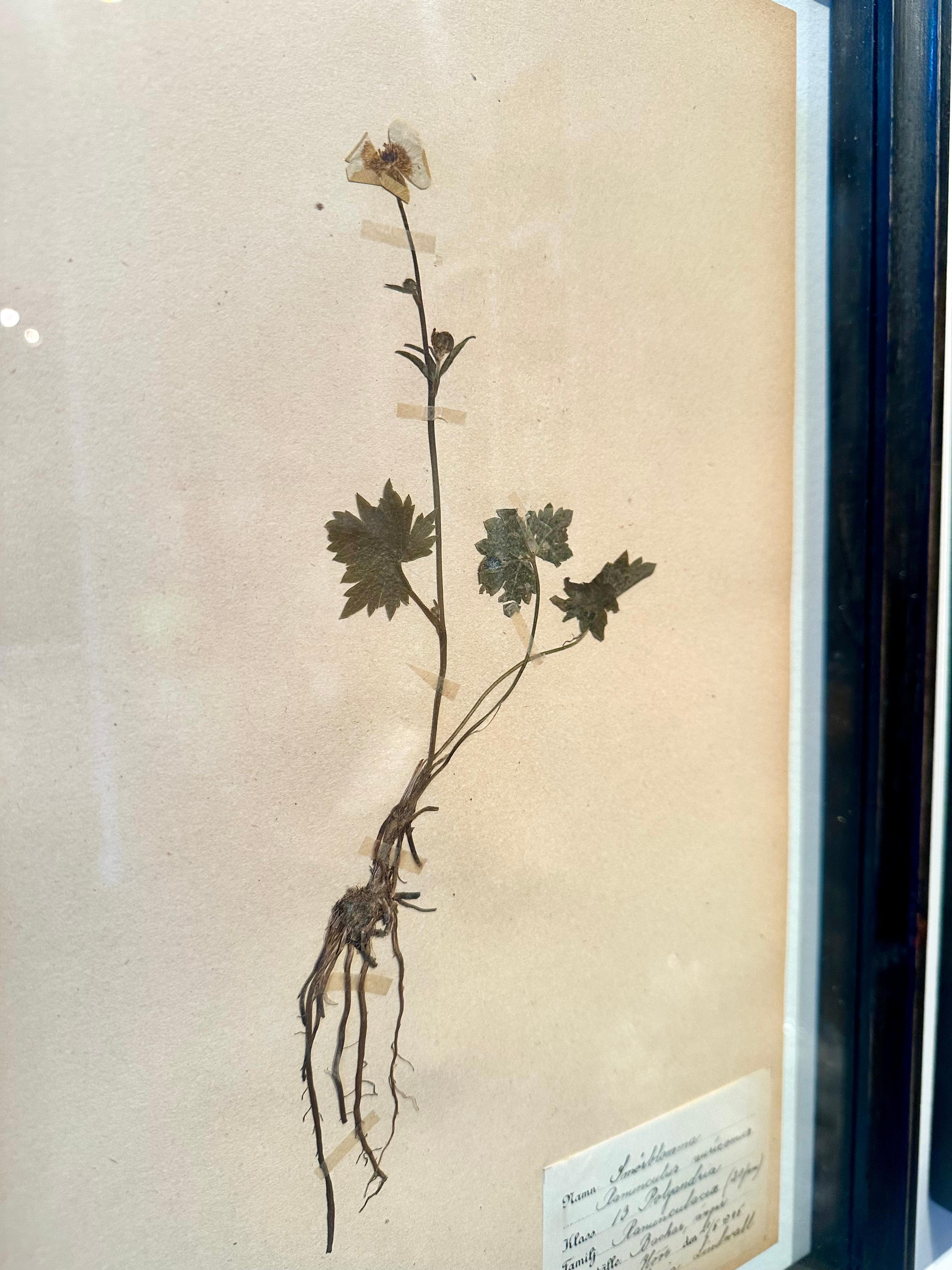Einzigartiges Paar von Vintage Herbarium Displays. Eine botanische Blumenpresse mit Rahmen (Romantik), Painting, von Sonia Lindwall