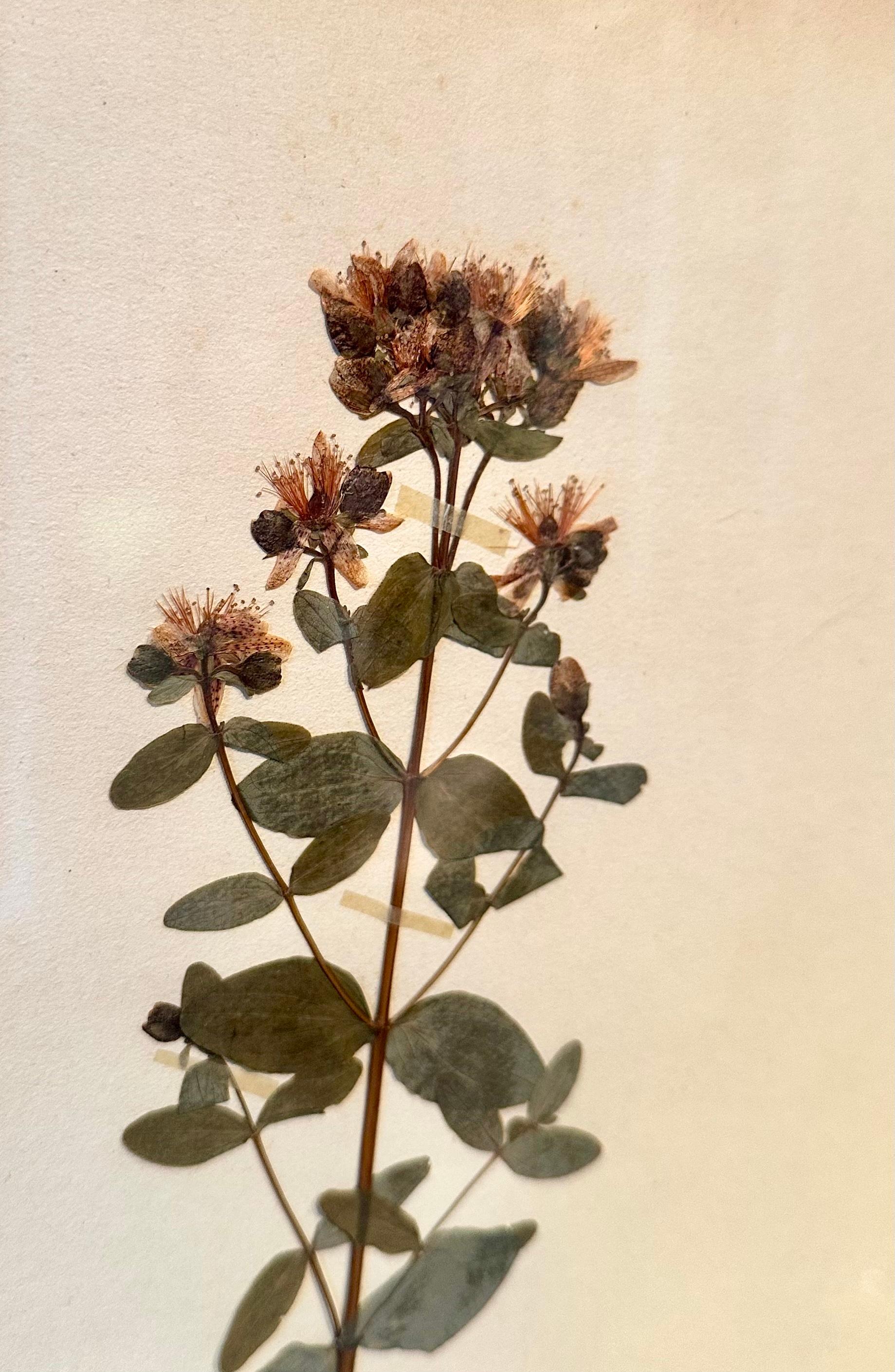 Unique Pair Of Vintage Herbarium Displays. A Botanical Flower Press With Frame For Sale 1