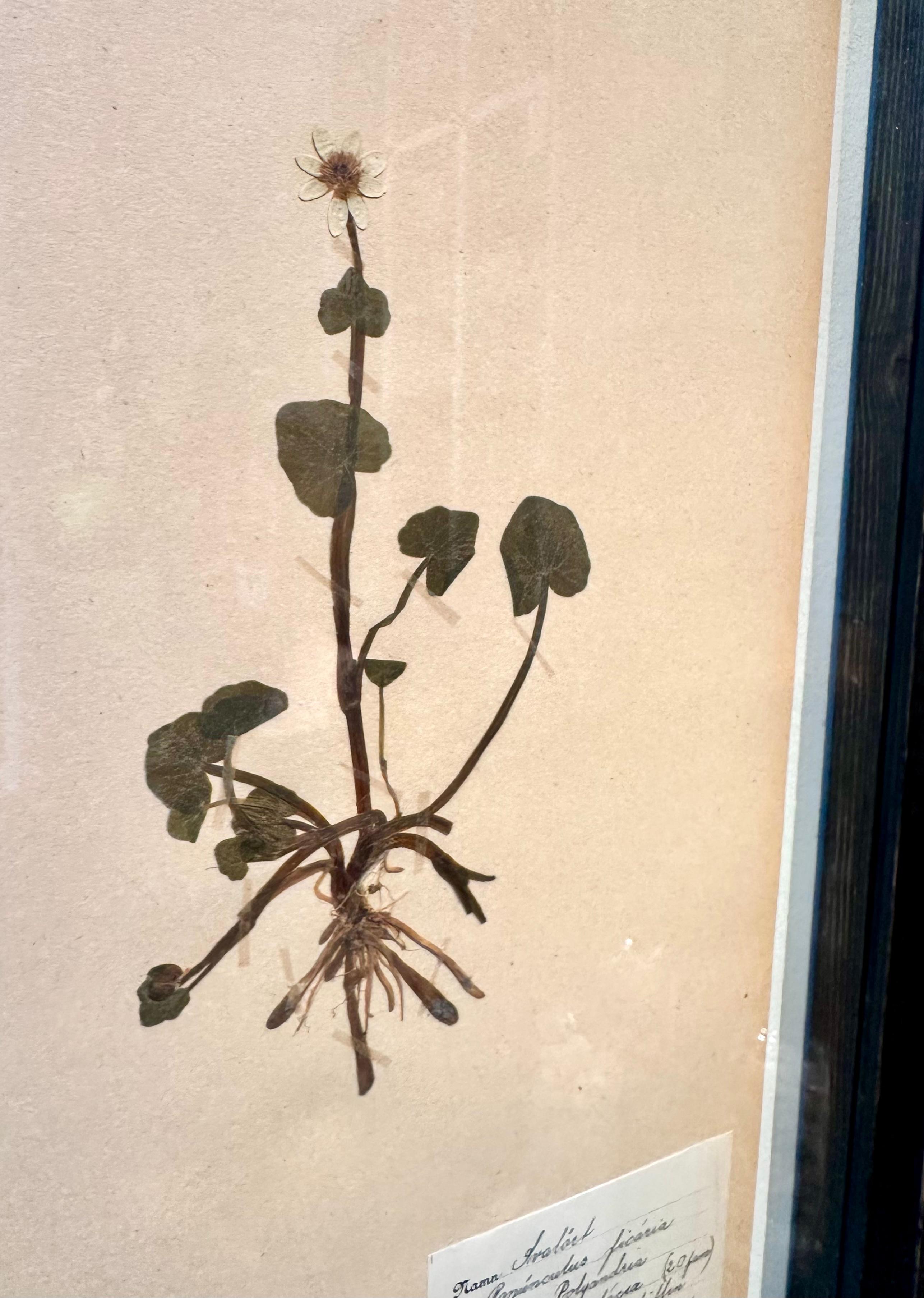Unique Pair Of Vintage Herbarium Displays. A Botanical Flower Press With Frame - Beige Still-Life Painting by Sonia Lindwall