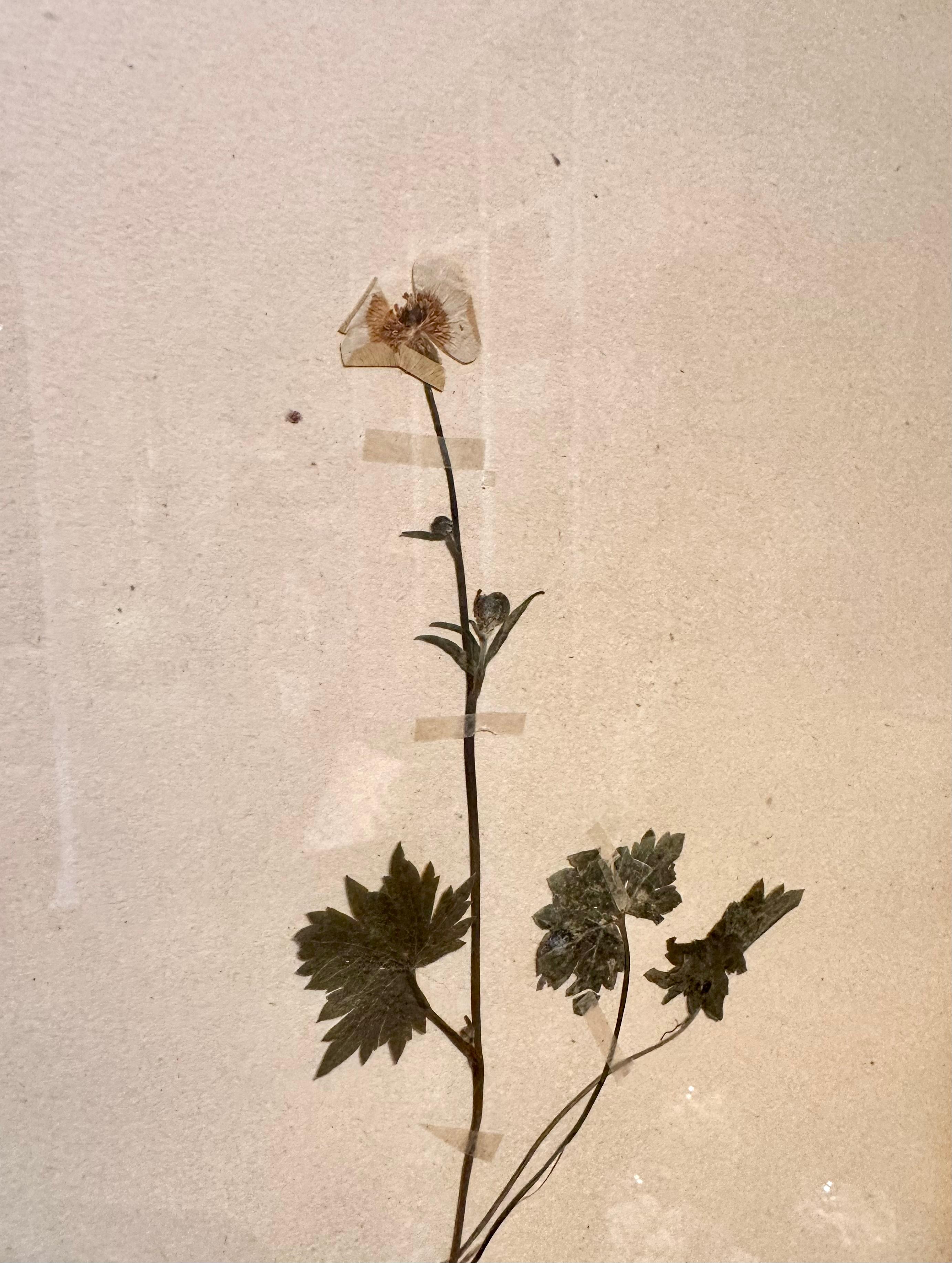 Einzigartiges Paar von Vintage Herbarium Displays. Eine botanische Blumenpresse mit Rahmen (Beige), Still-Life Painting, von Sonia Lindwall