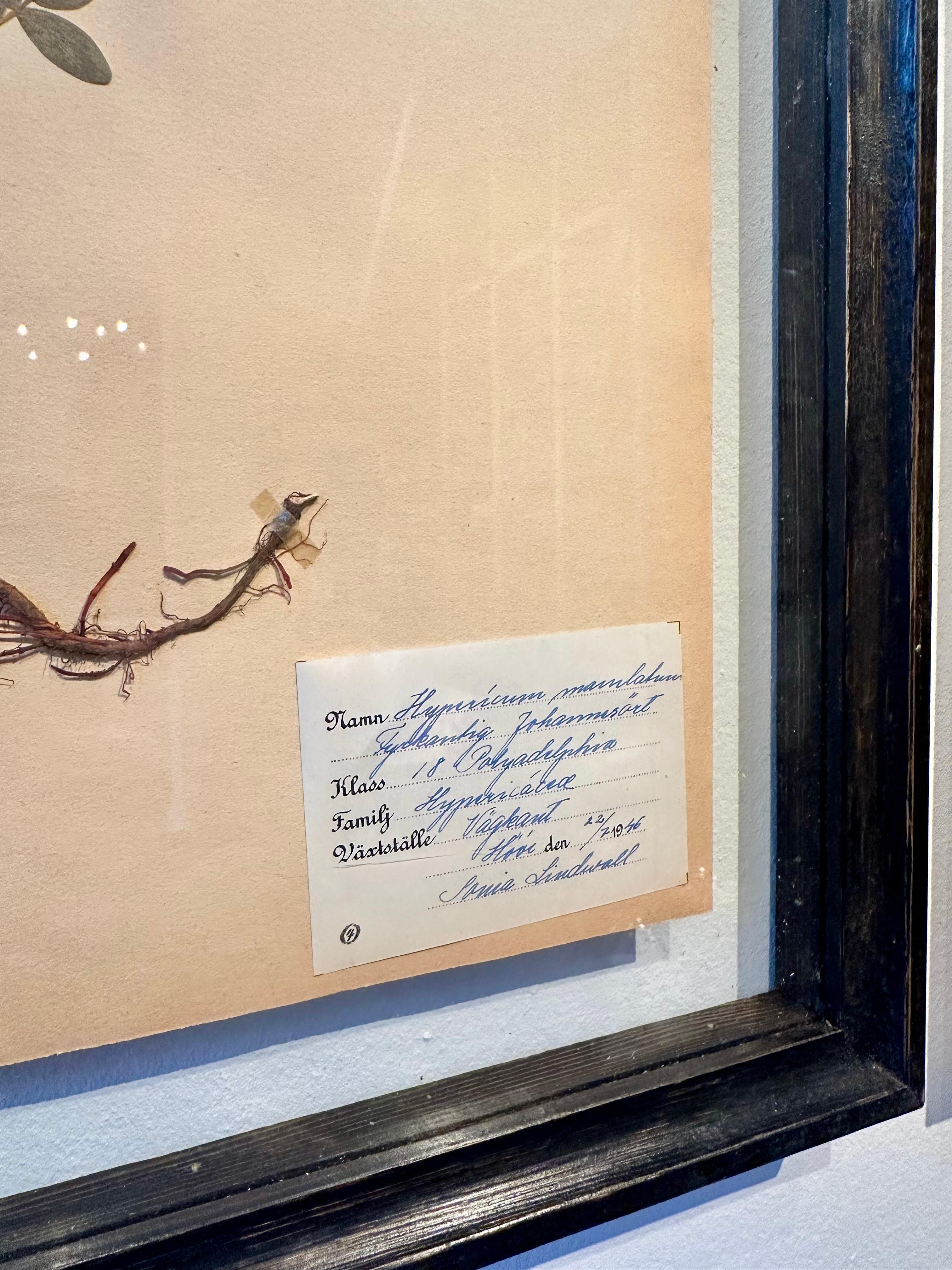 Unique Pair Of Vintage Herbarium Displays. A Botanical Flower Press With Frame For Sale 2