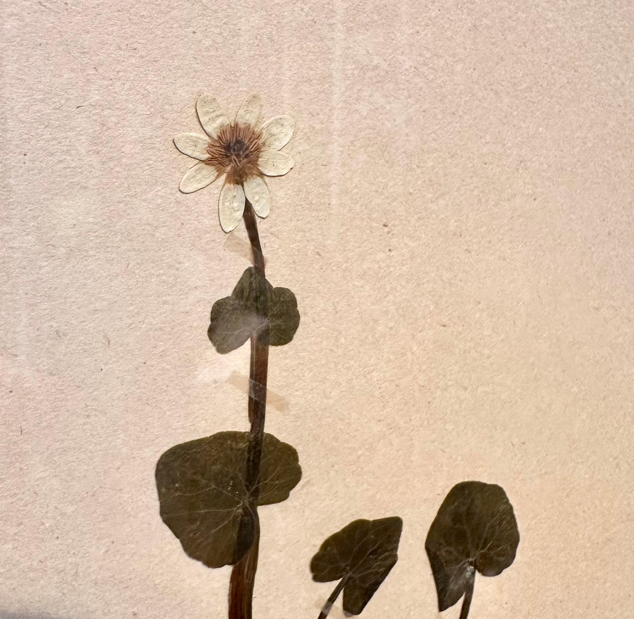 A unique pair of vintage herbarium / botanical displays collected and created by S. Lindwald in June 1946 in Sweden. These botanical specimen are preserved behind glass in a new double sided glass frame. The pressed botanical sheets showcases the