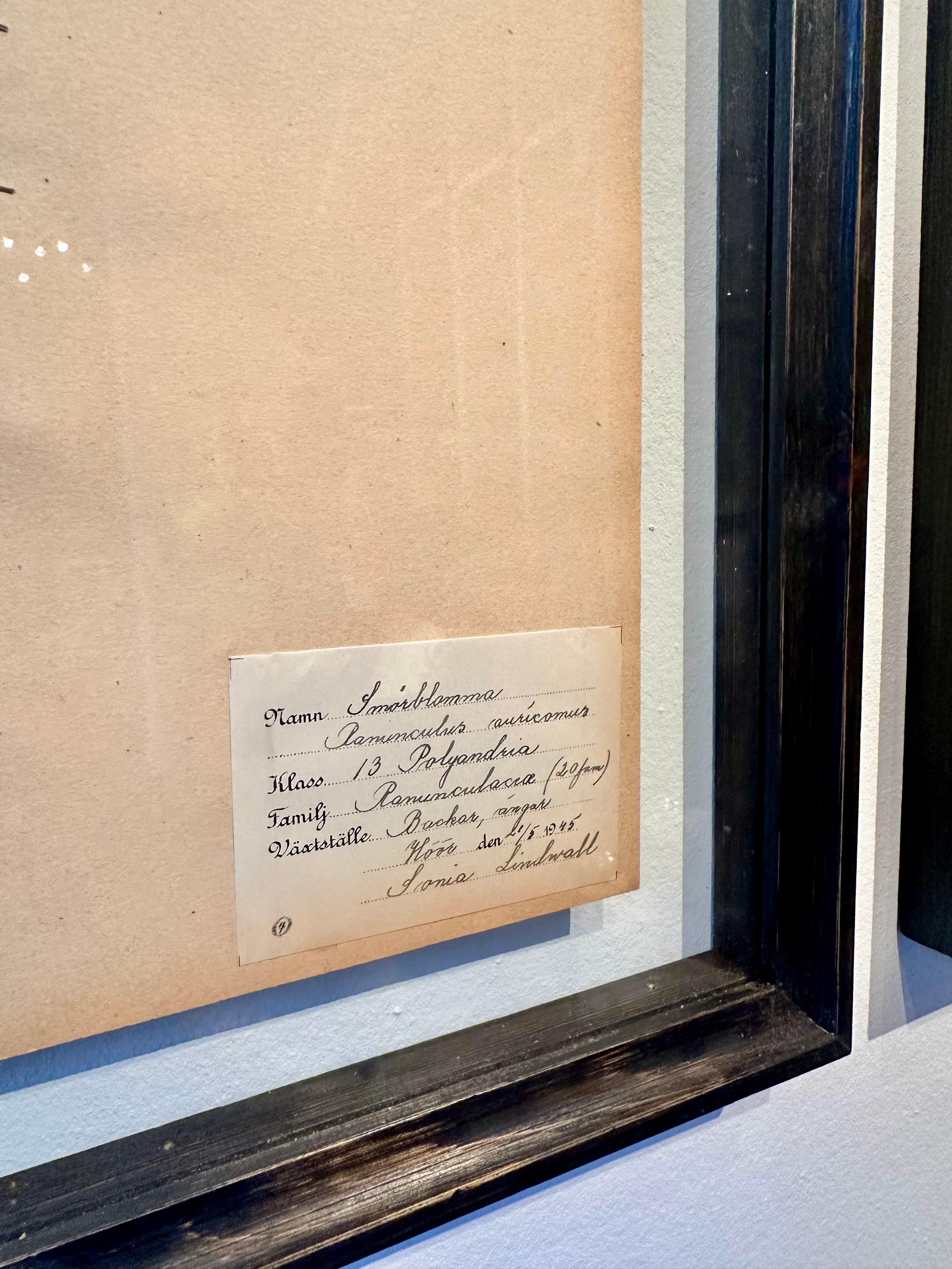 Ein einzigartiges Paar Herbarien / botanische Schautafeln, gesammelt und geschaffen von S. Lindwald im Juni 1946 in Schweden. Diese botanischen Exemplare werden hinter Glas in einem neuen doppelseitigen Glasrahmen aufbewahrt. Die gepressten