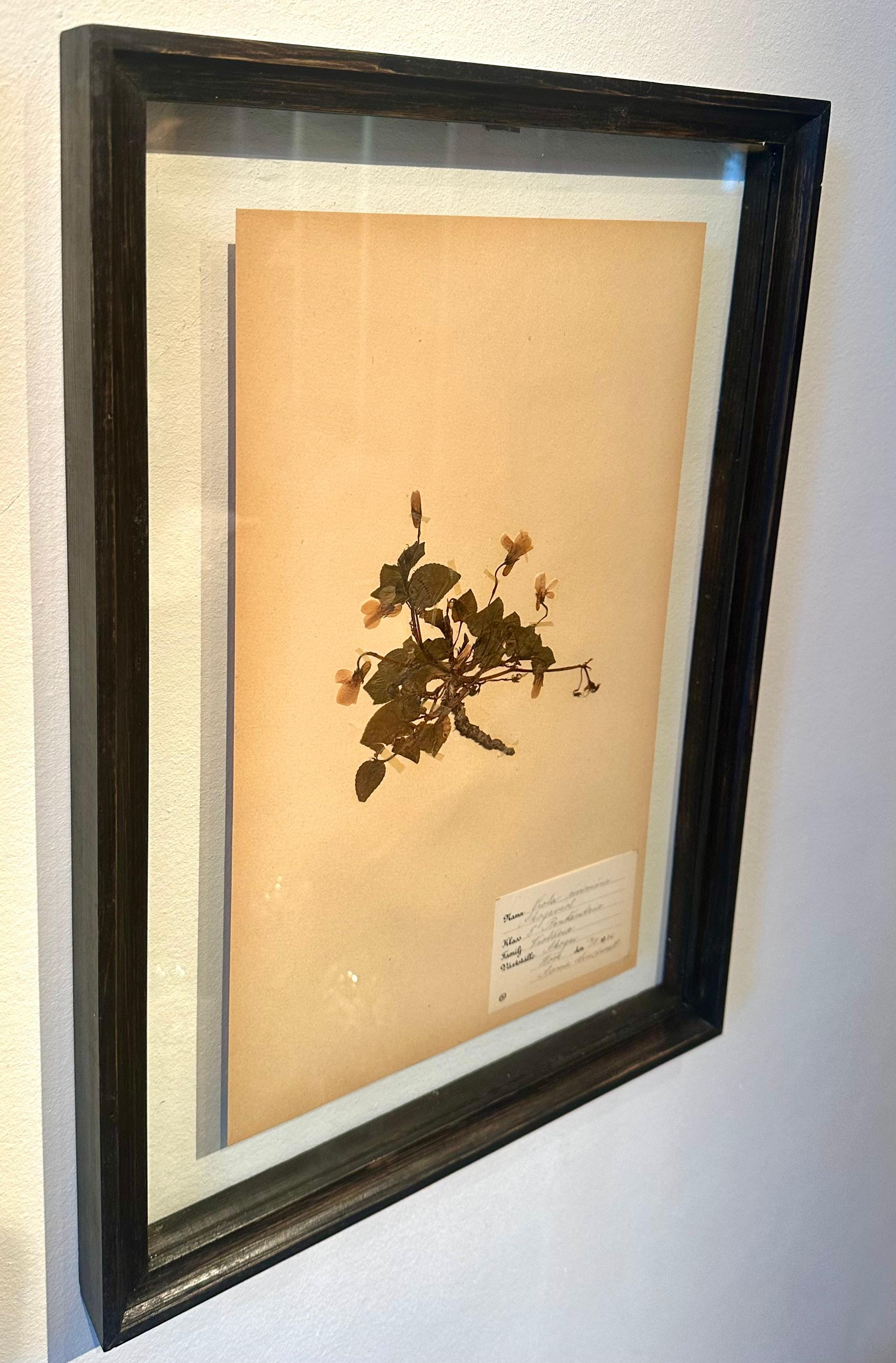 Unique Pair Of Vintage Herbarium Displays. A Botanical Flower Press With Frame For Sale 3
