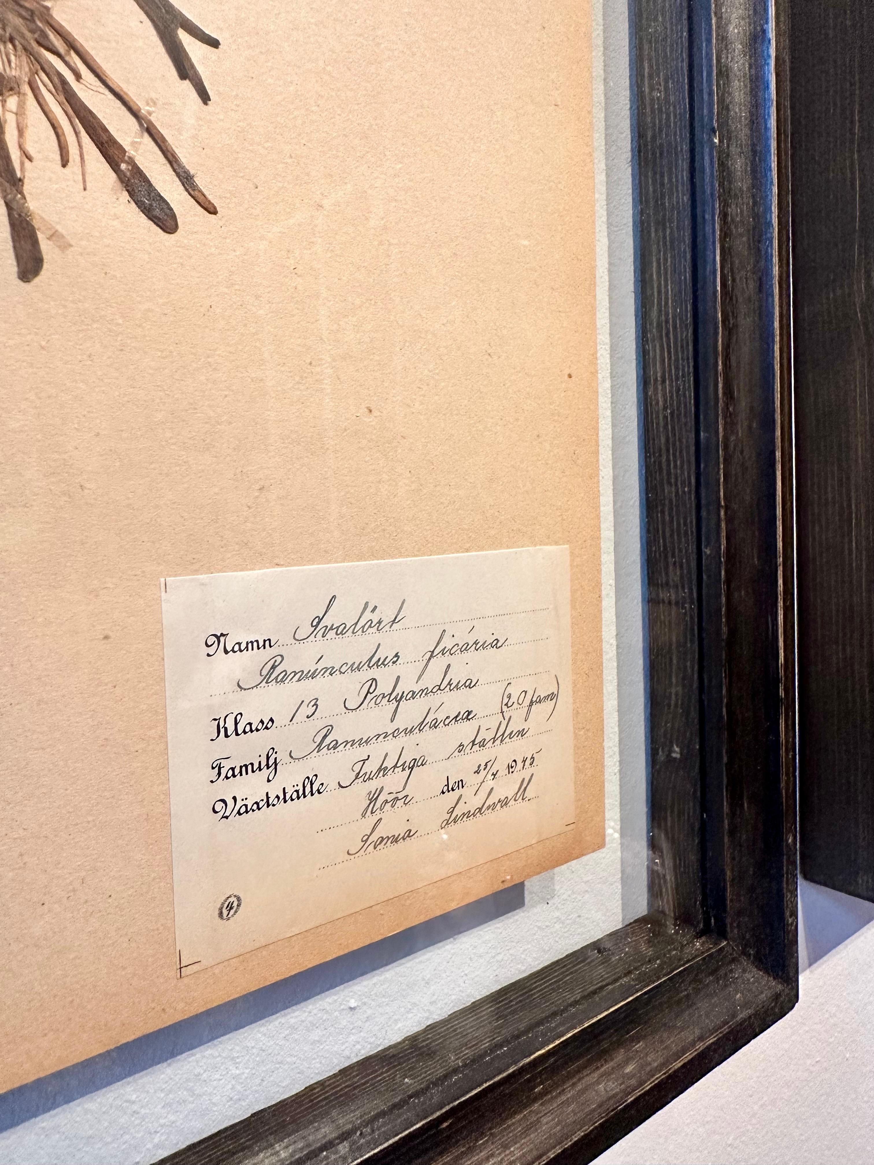 Unique Pair Of Vintage Herbarium Displays. A Botanical Flower Press With Frame For Sale 1