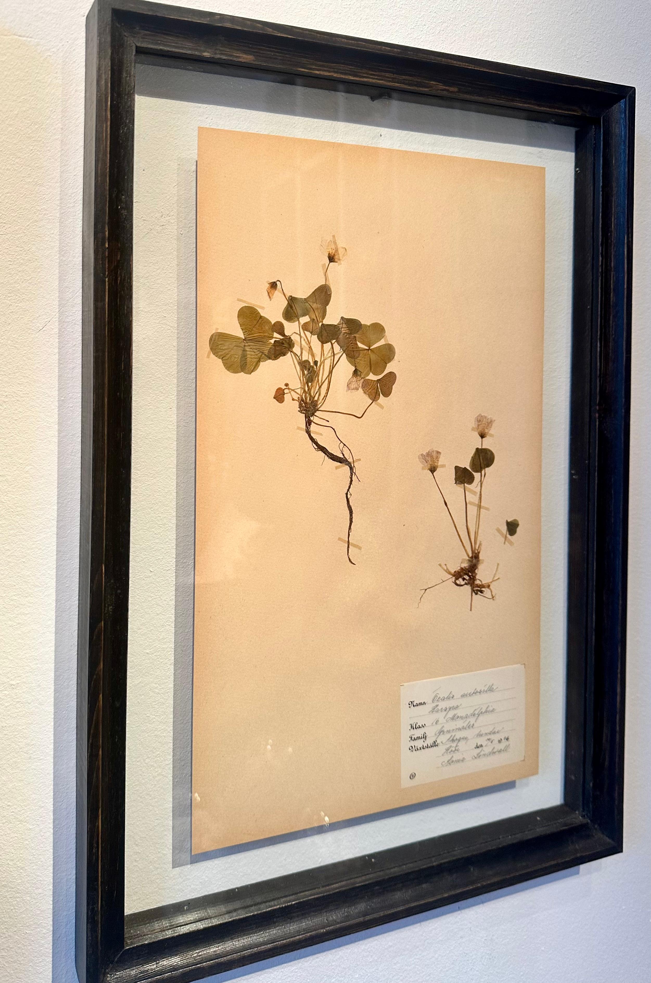 Einzigartiges Paar von Vintage Herbarium Displays. Eine botanische Blumenpresse mit Rahmen im Angebot 1