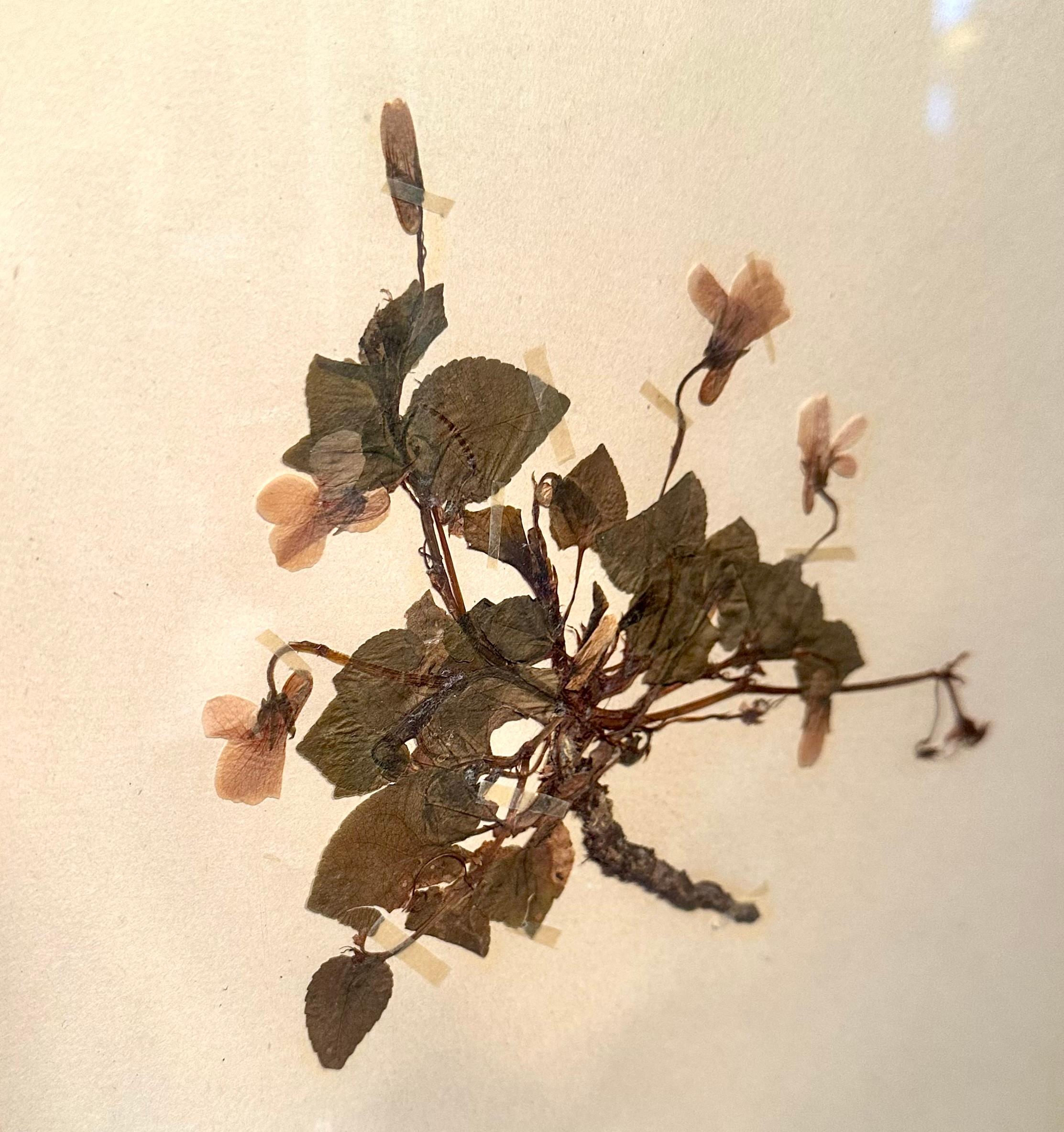 Unique Pair Of Vintage Herbarium Displays. A Botanical Flower Press With Frame For Sale 4