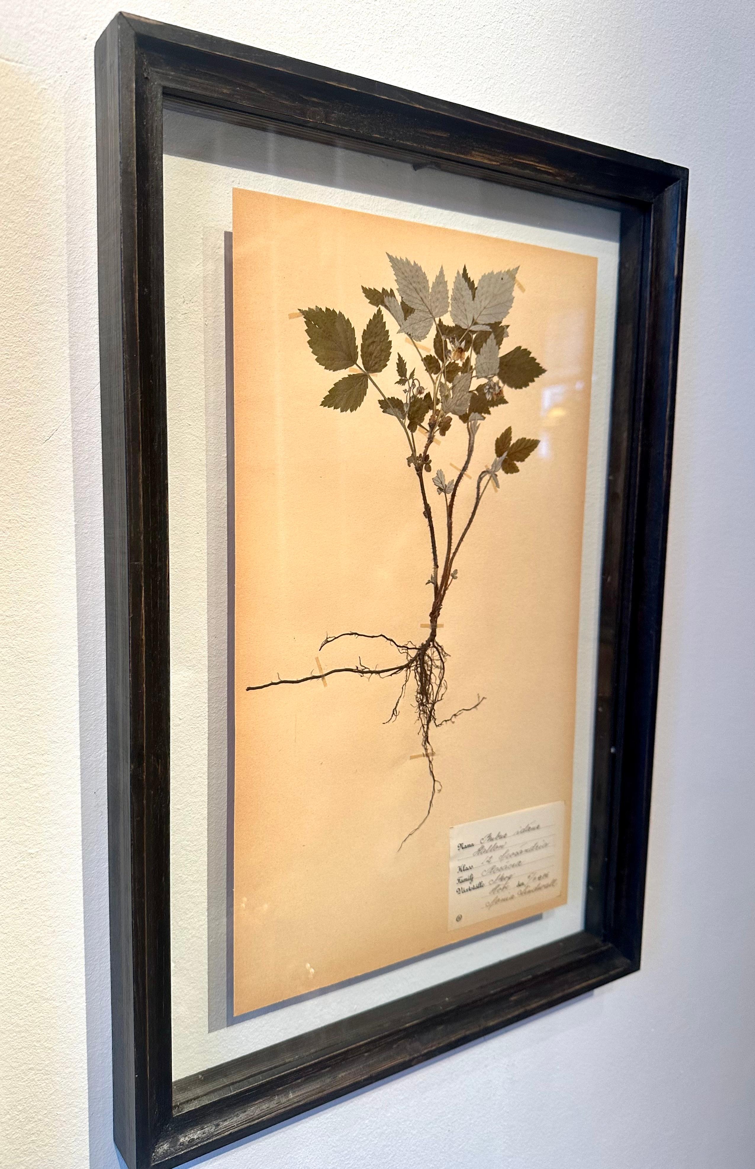 Unique Pair Of Vintage Herbarium Displays. A Botanical Flower Press With Frame For Sale 2