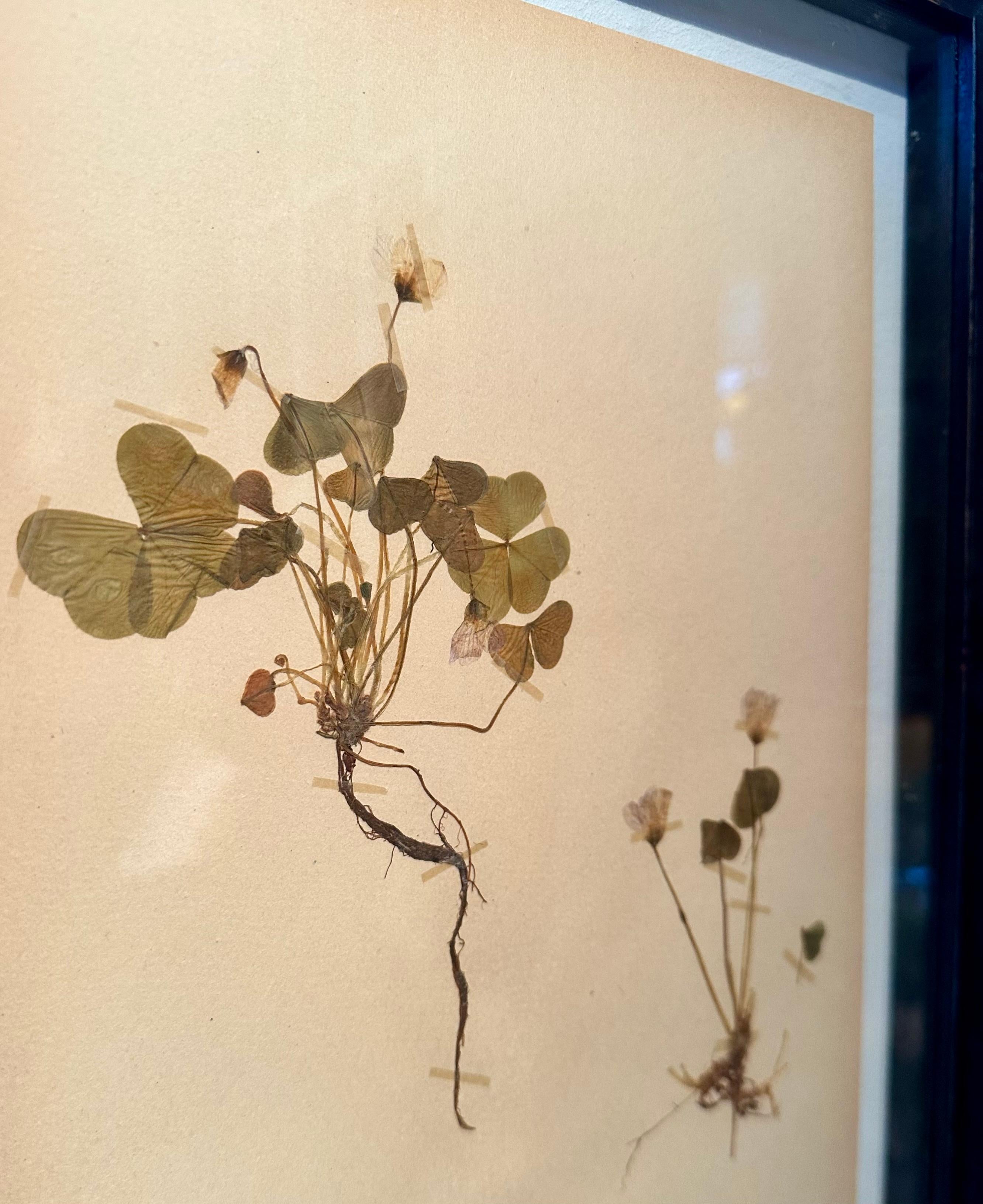 Einzigartiges Paar von Vintage Herbarium Displays. Eine botanische Blumenpresse mit Rahmen im Angebot 2