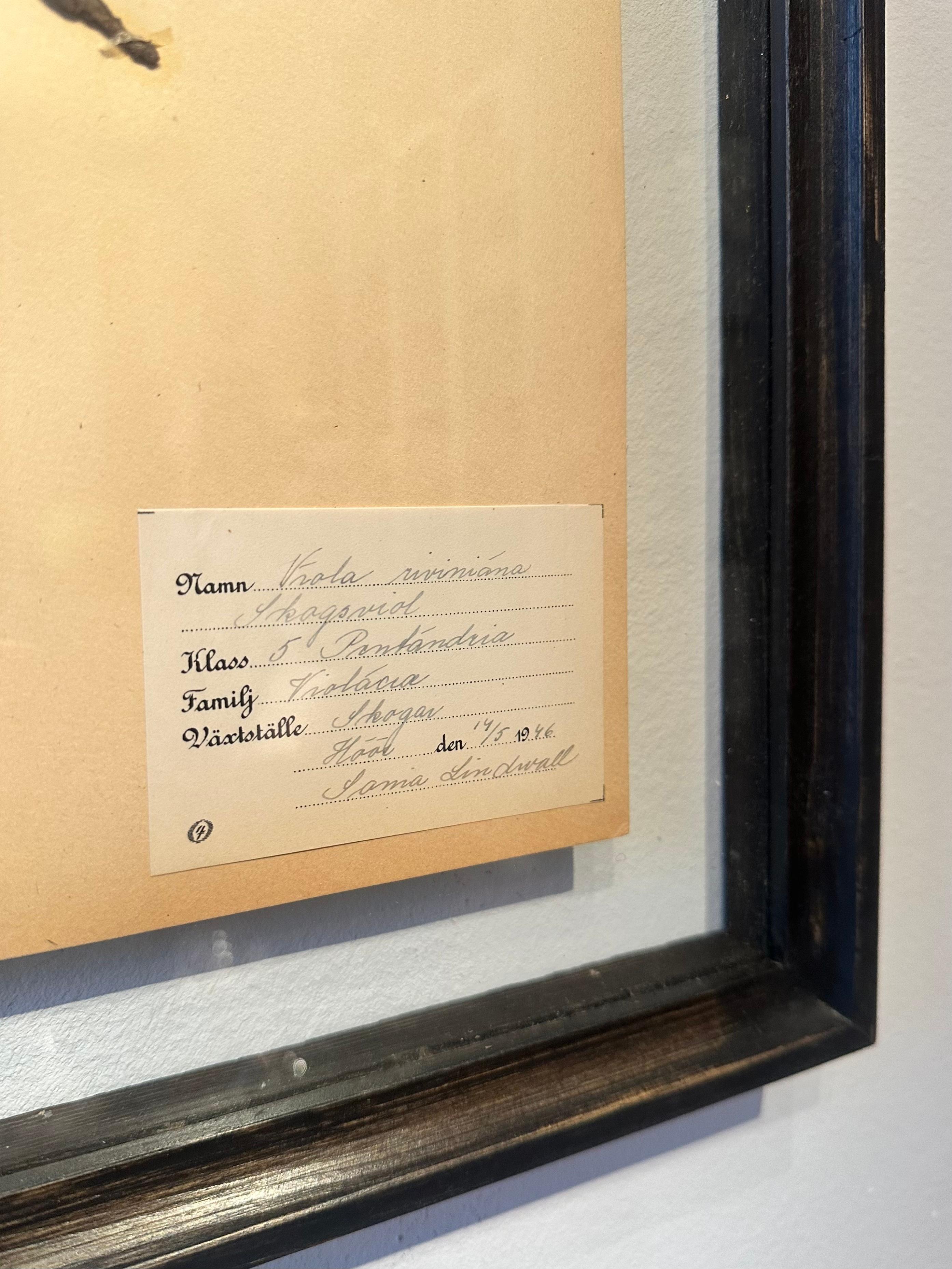 Unique Pair Of Vintage Herbarium Displays. A Botanical Flower Press With Frame For Sale 5