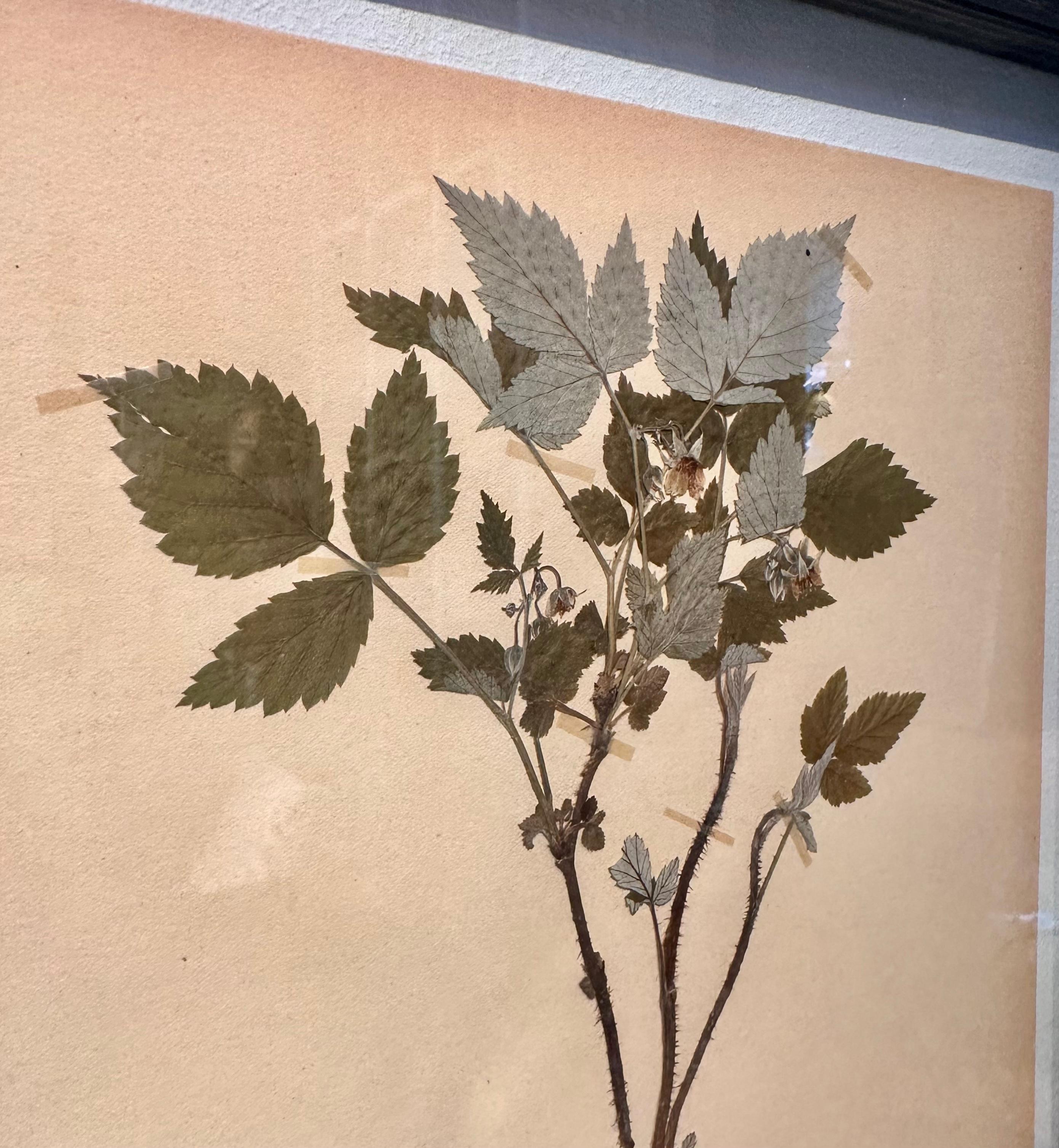 Unique Pair Of Vintage Herbarium Displays. A Botanical Flower Press With Frame For Sale 3