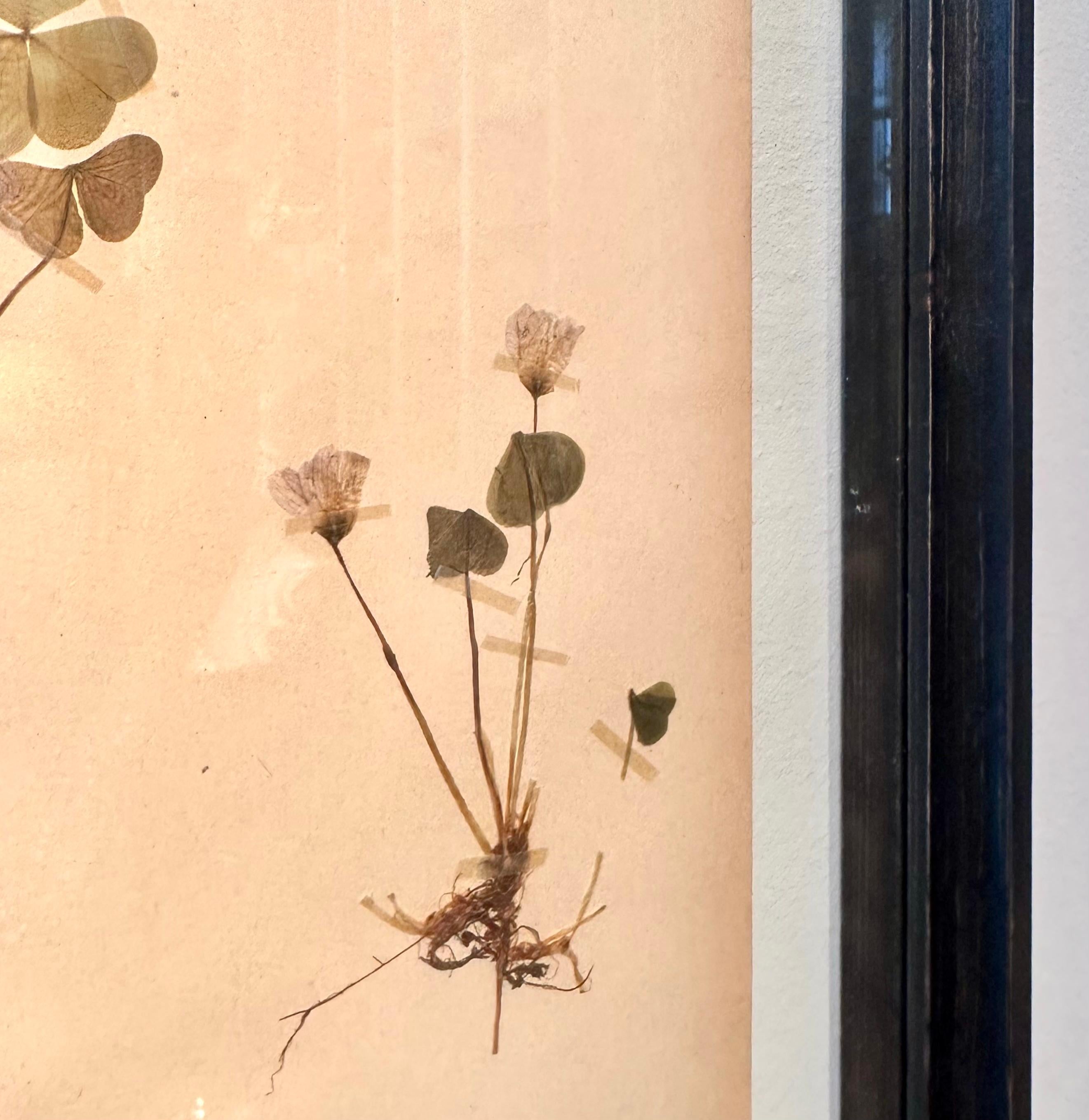 Einzigartiges Paar von Vintage Herbarium Displays. Eine botanische Blumenpresse mit Rahmen im Angebot 3