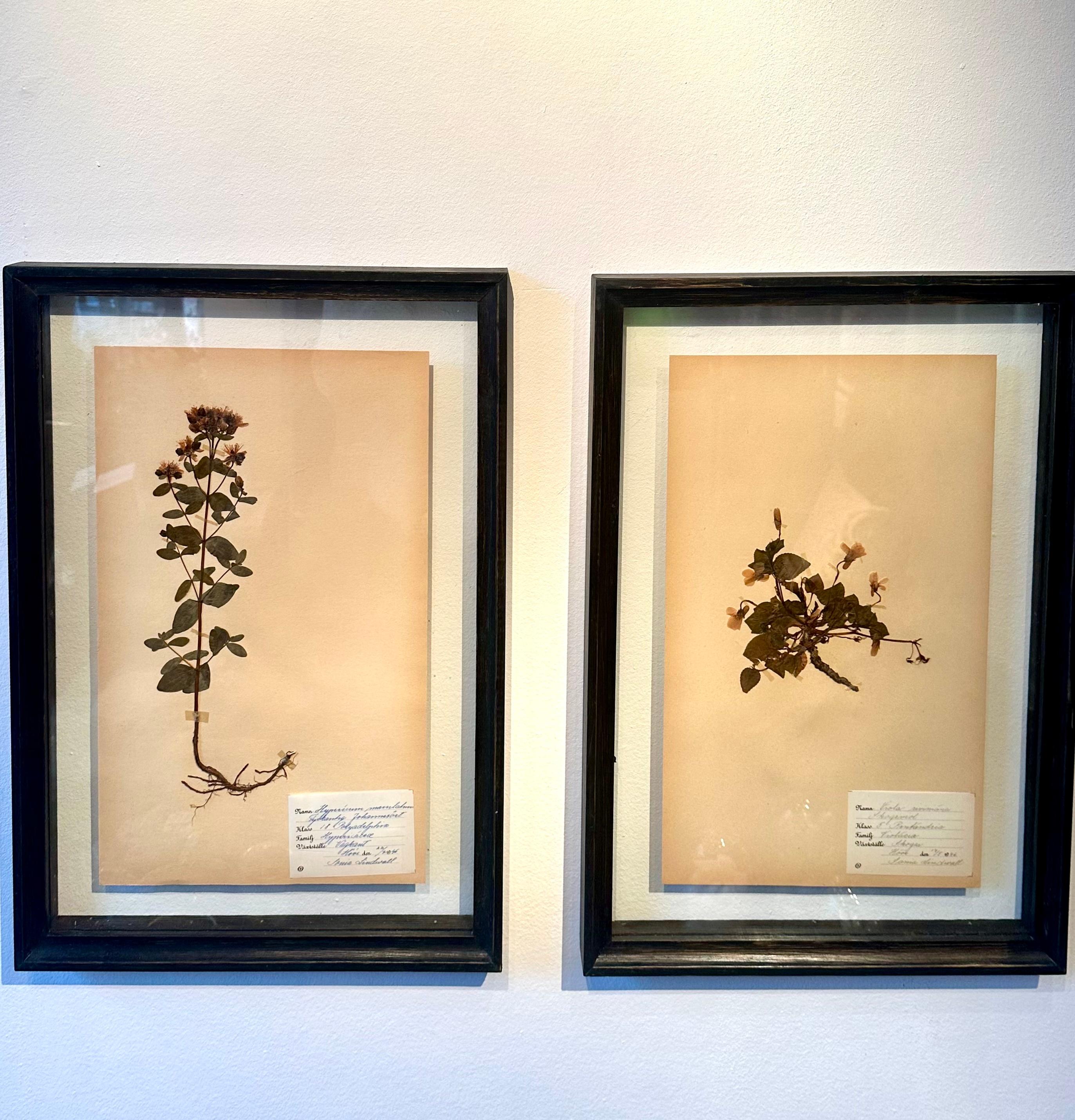 Unique Pair Of Vintage Herbarium Displays. A Botanical Flower Press With Frame For Sale 6