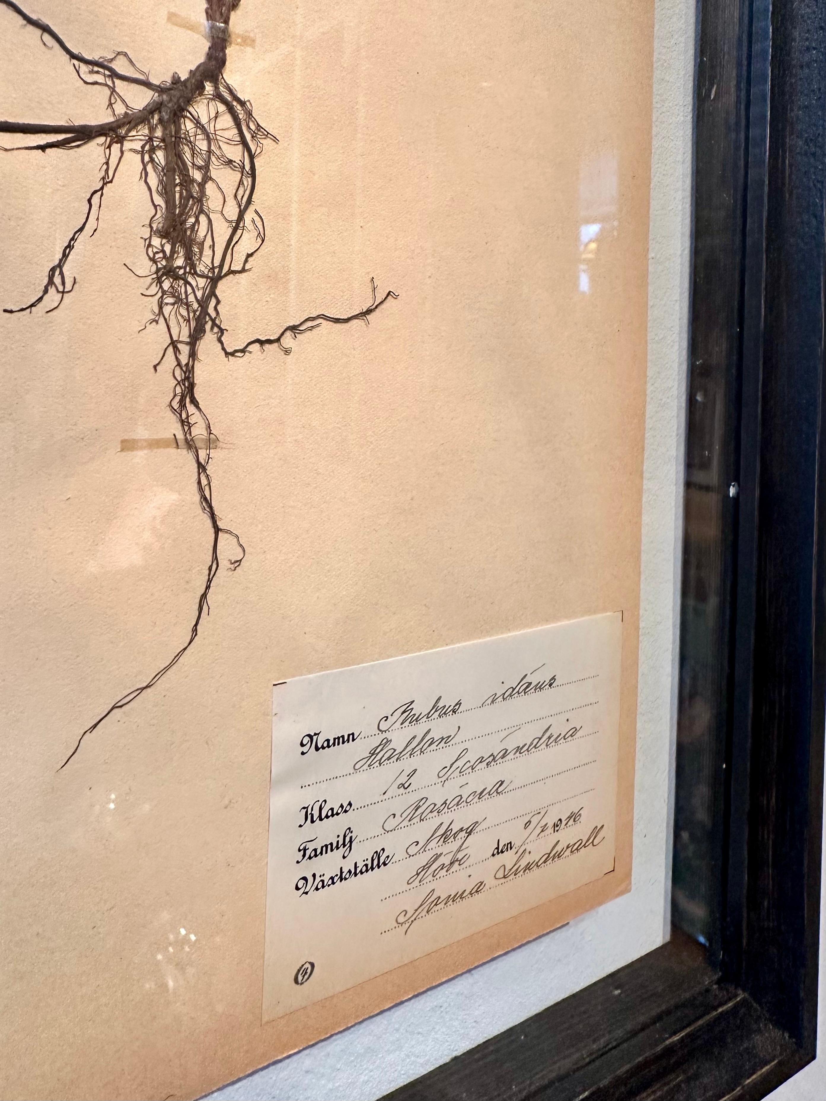 Unique Pair Of Vintage Herbarium Displays. A Botanical Flower Press With Frame For Sale 4