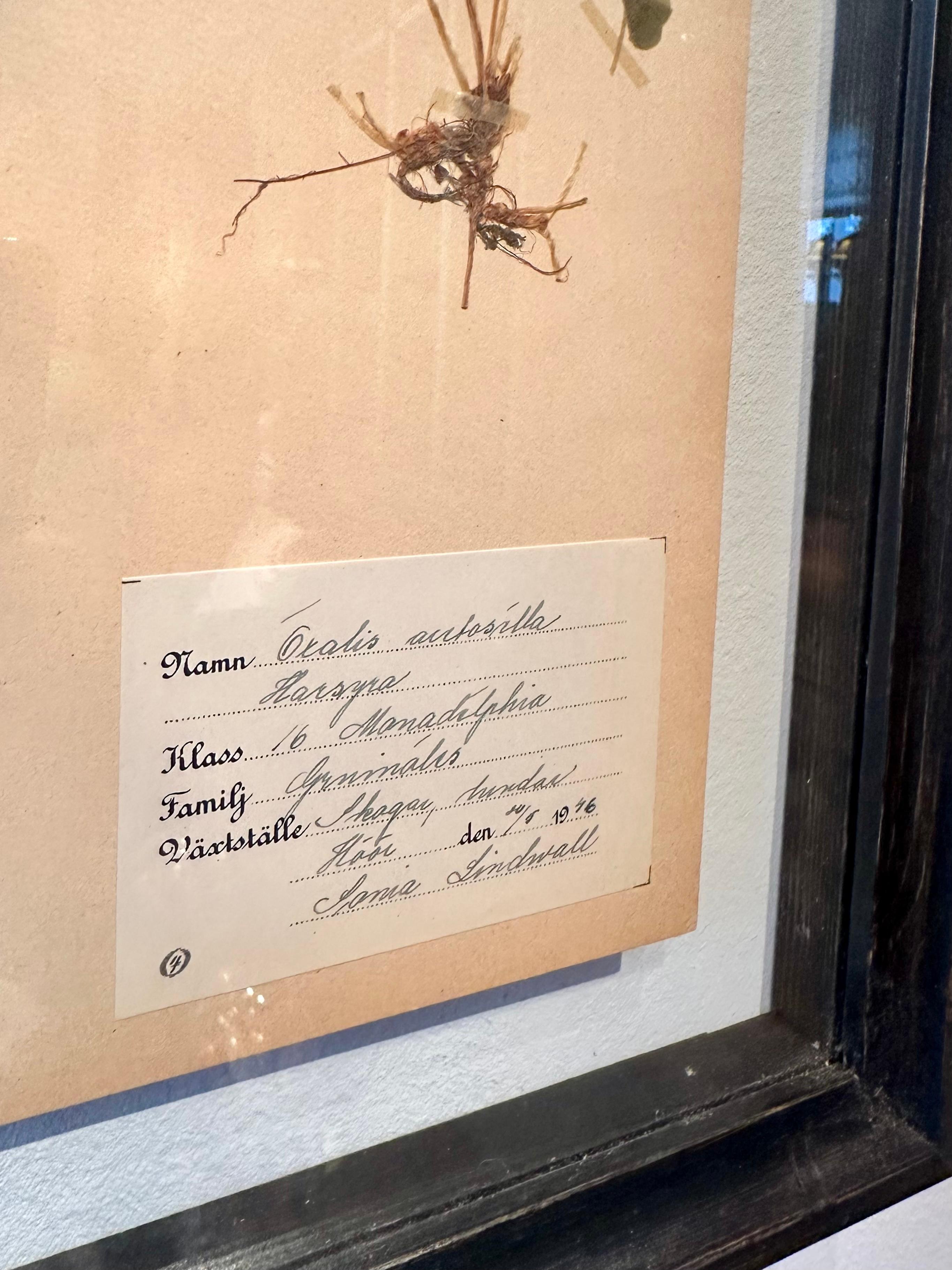 Einzigartiges Paar von Vintage Herbarium Displays. Eine botanische Blumenpresse mit Rahmen im Angebot 4