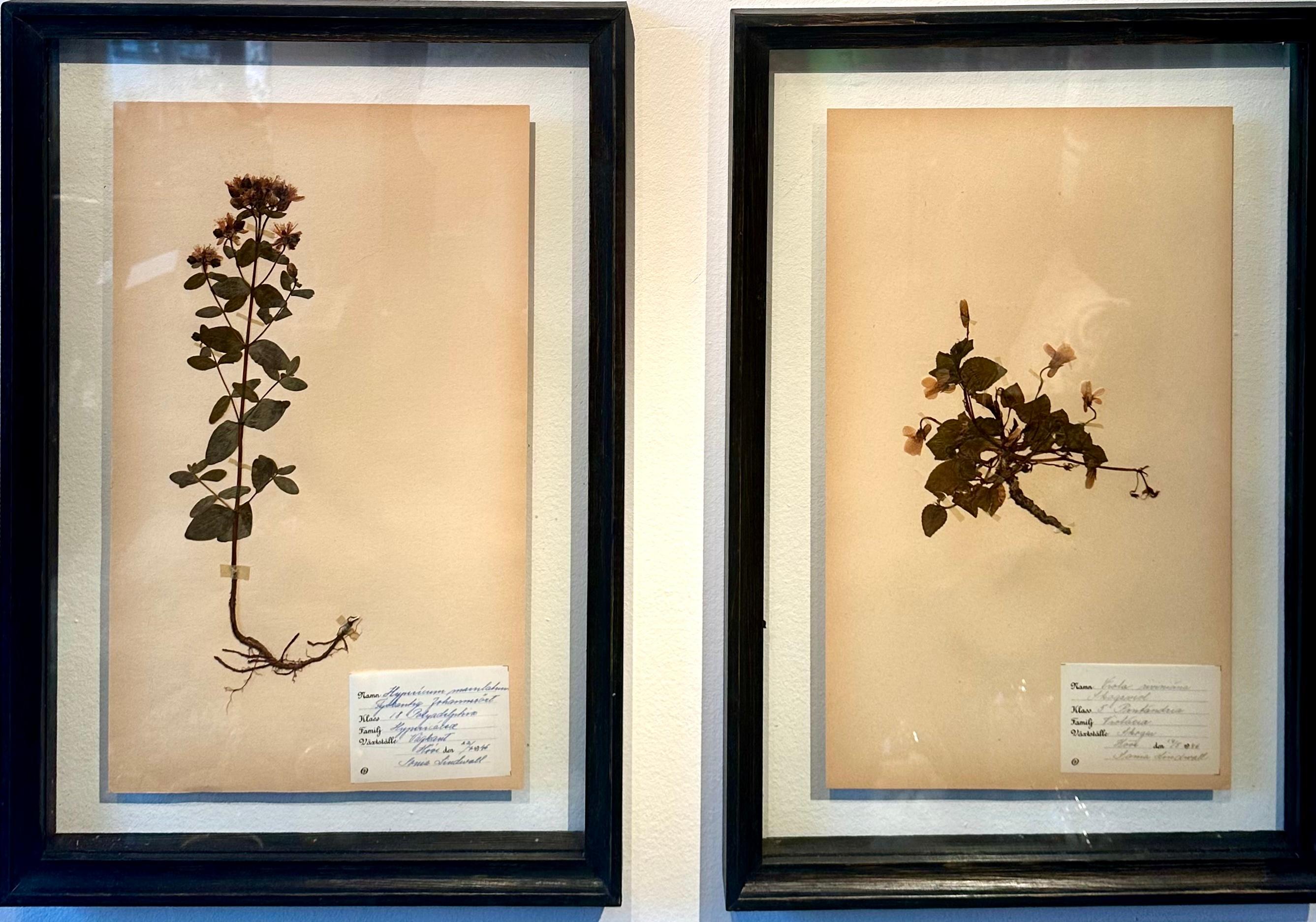 Unique Pair Of Vintage Herbarium Displays. A Botanical Flower Press With Frame