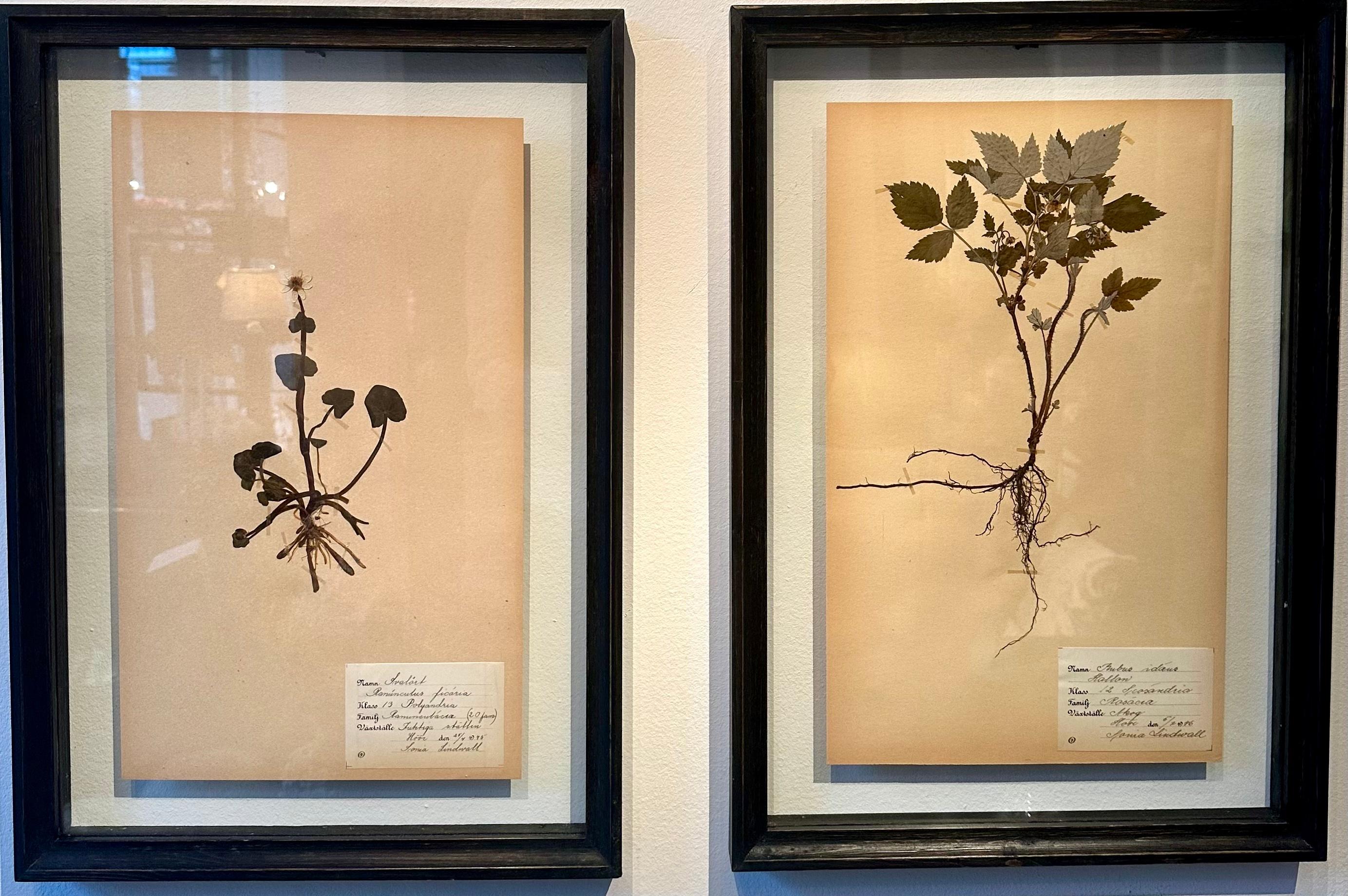 Unique Pair Of Vintage Herbarium Displays. A Botanical Flower Press With Frame