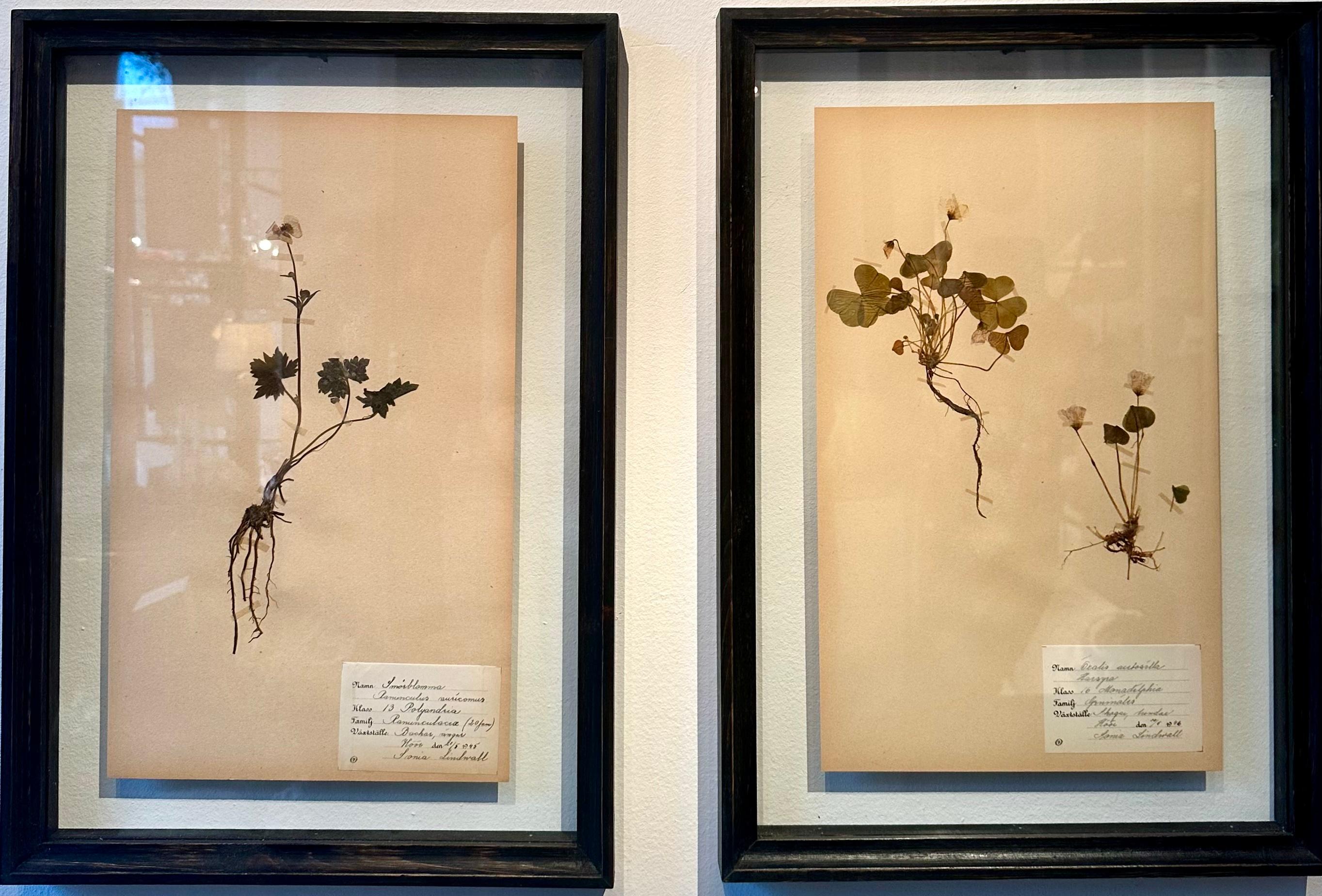 Unique Pair Of Vintage Herbarium Displays. A Botanical Flower Press With Frame