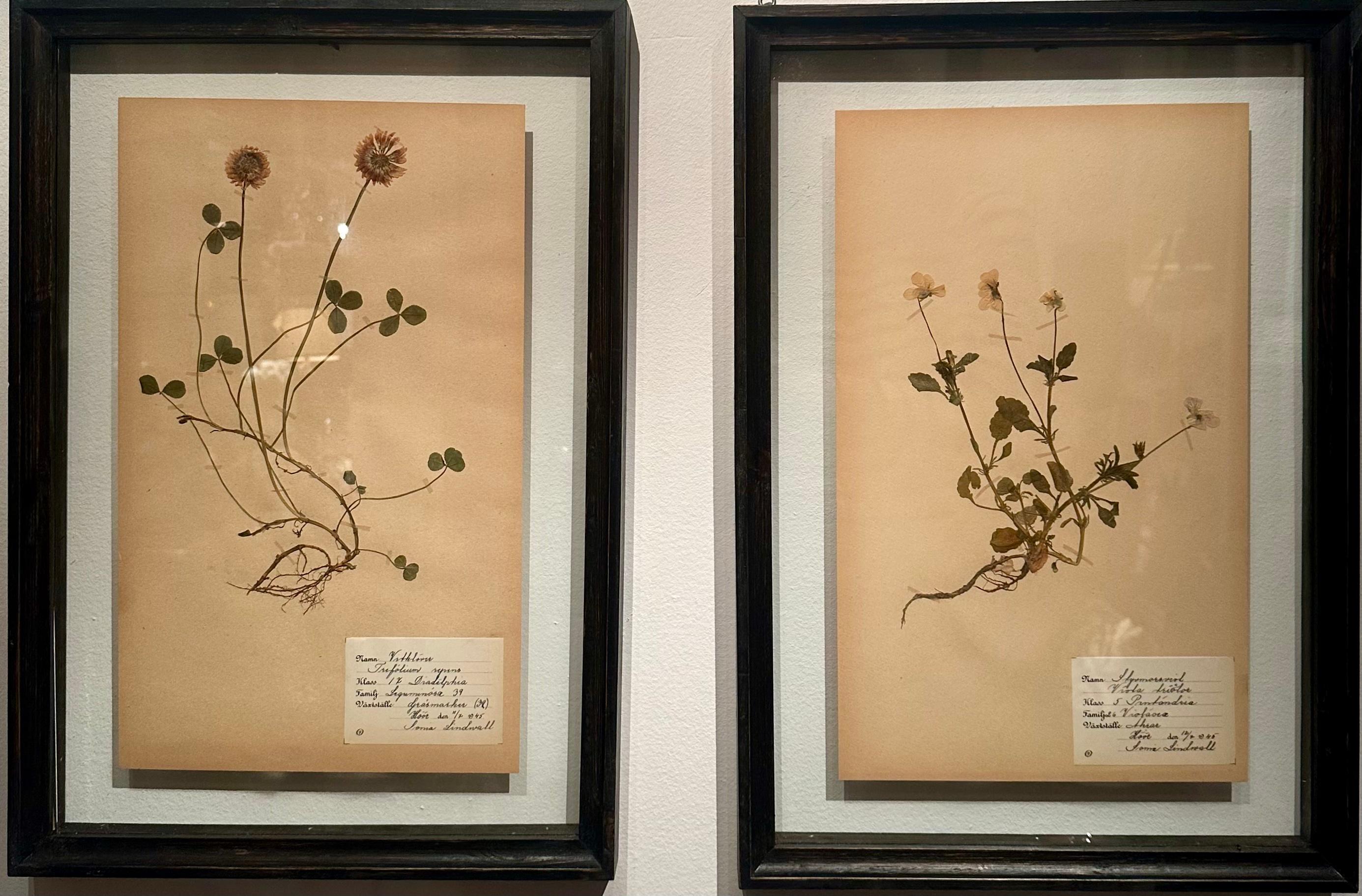 Unique Pair Of Vintage Herbarium Displays. A Botanical Flower Press With Frame