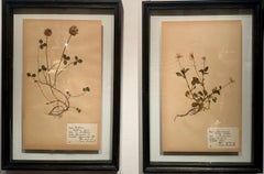 Unique Pair Of Vintage Herbarium Displays. A Botanical Flower Press With Frame