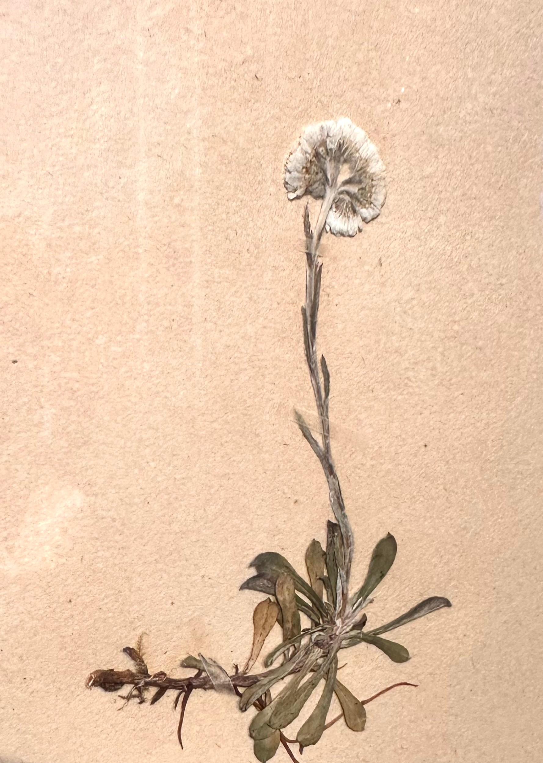 Unique Pair Of Vintage Herbarium Displays. Pressed Botanical/Flower Specimen For Sale 3