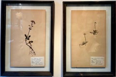 Una coppia unica di pressa per fiori botanici d
erbario d
epoca con cornice personalizzata