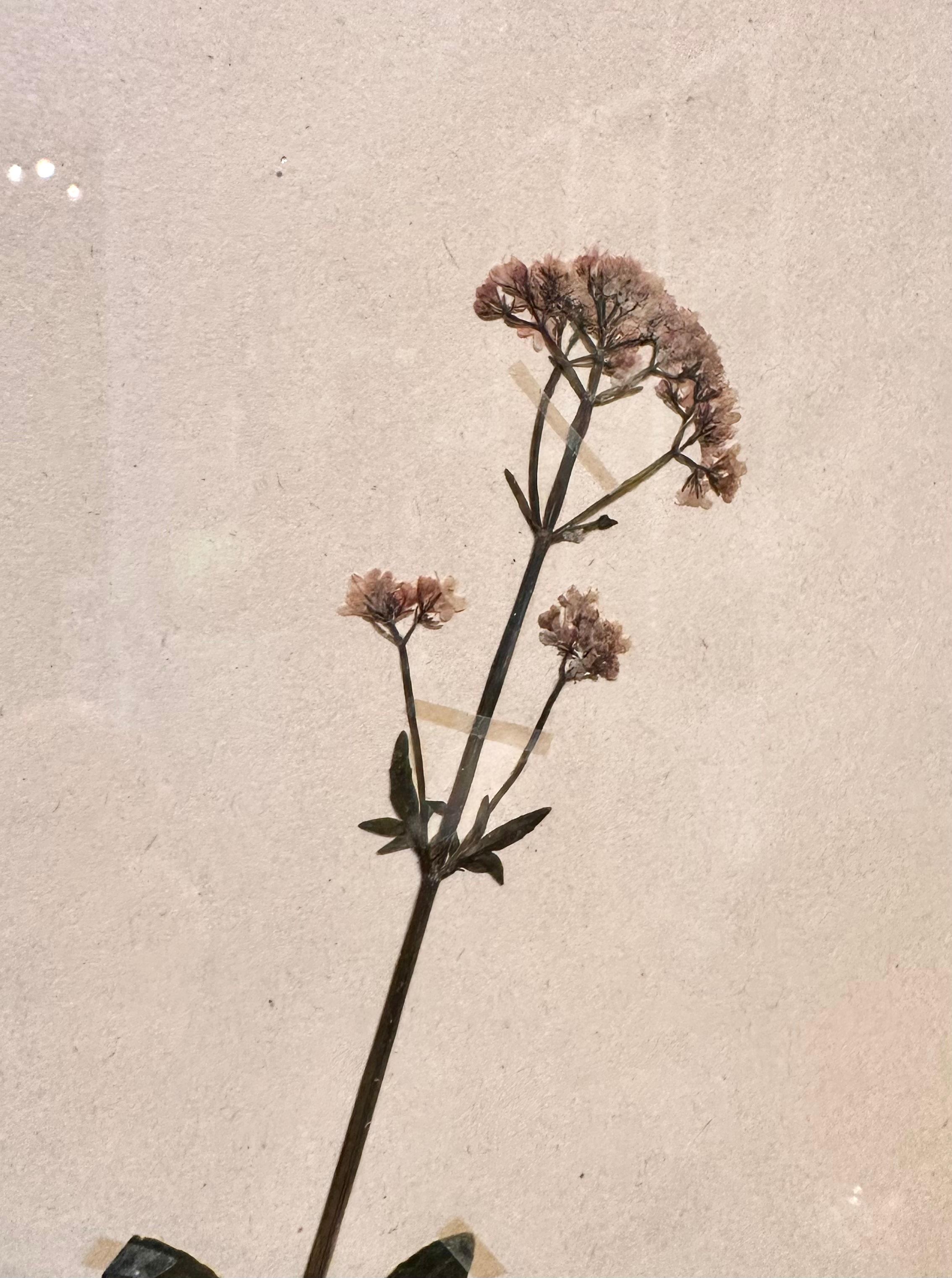 Unique Pair Of Vintage Herbarium Displays. Pressed Botanical/Flower Specimen - Brown Still-Life Painting by Sonia Lindwall