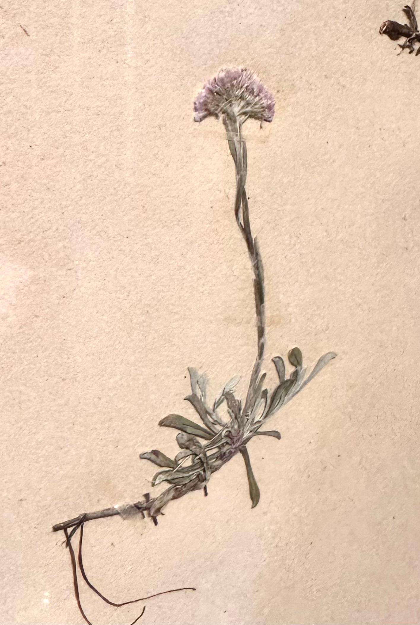 Unique Pair Of Vintage Herbarium Displays. Pressed Botanical/Flower Specimen For Sale 2