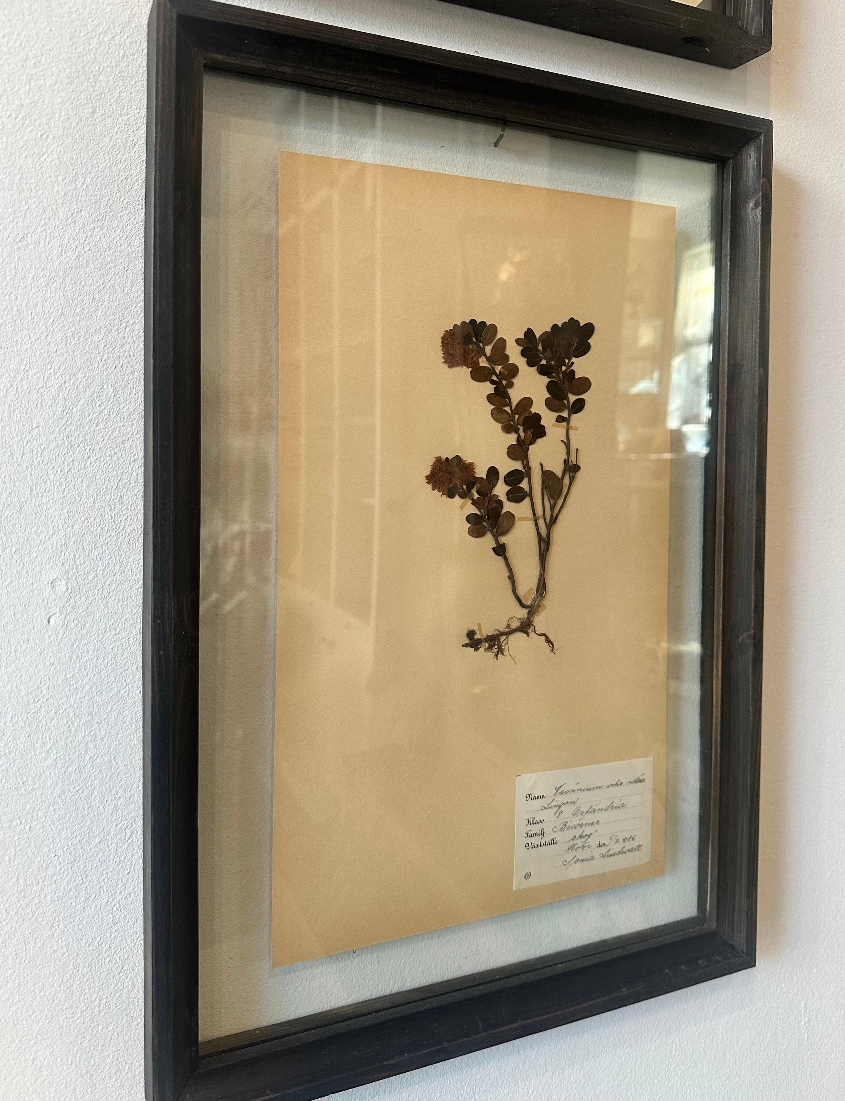 Vintage Herbarium Botanical Flower Press Mounted In New Custom Framed - Painting by Sonia Lindwall