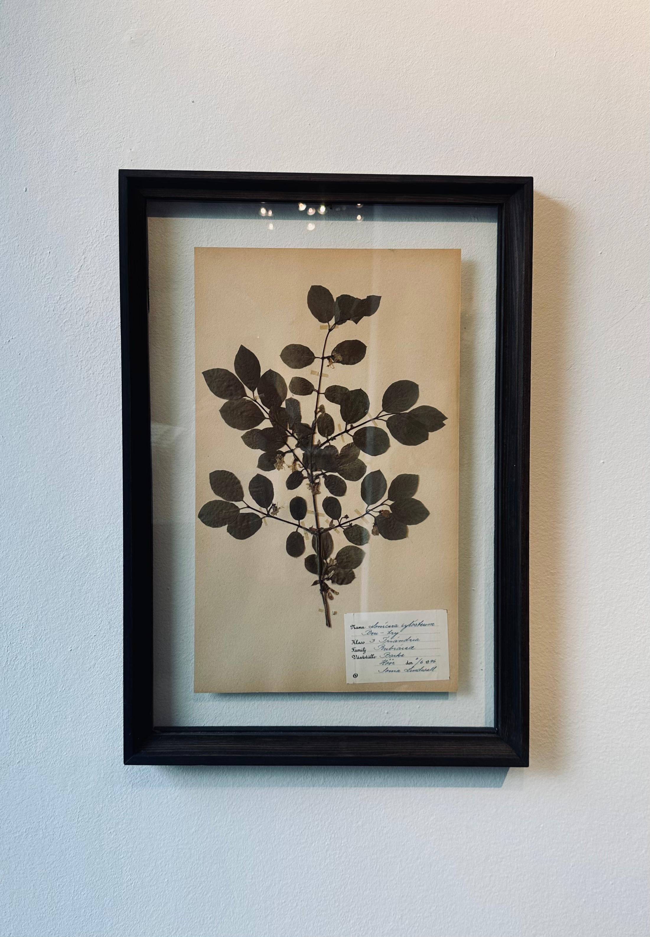 Vintage Herbarium Botanical Flower Press montiert in New Custom gerahmt