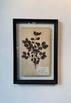 Herbario Botánico Vintage Prensa de Flores Montado En Nuevo Marco Personalizado
