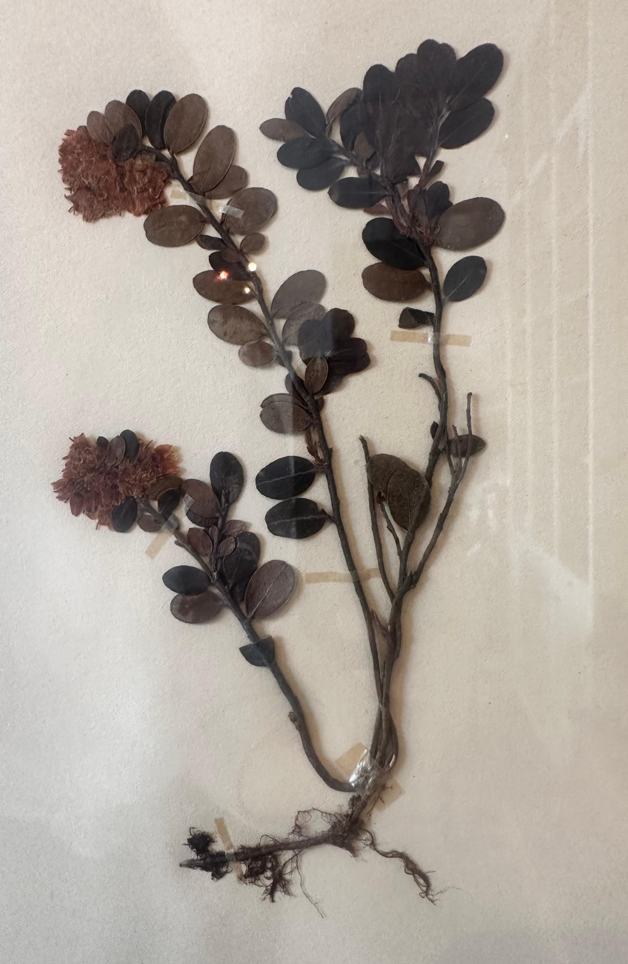 Vintage Herbarium Botanical Flower Press Mounted In New Custom Framed - Romantic Painting by Sonia Lindwall