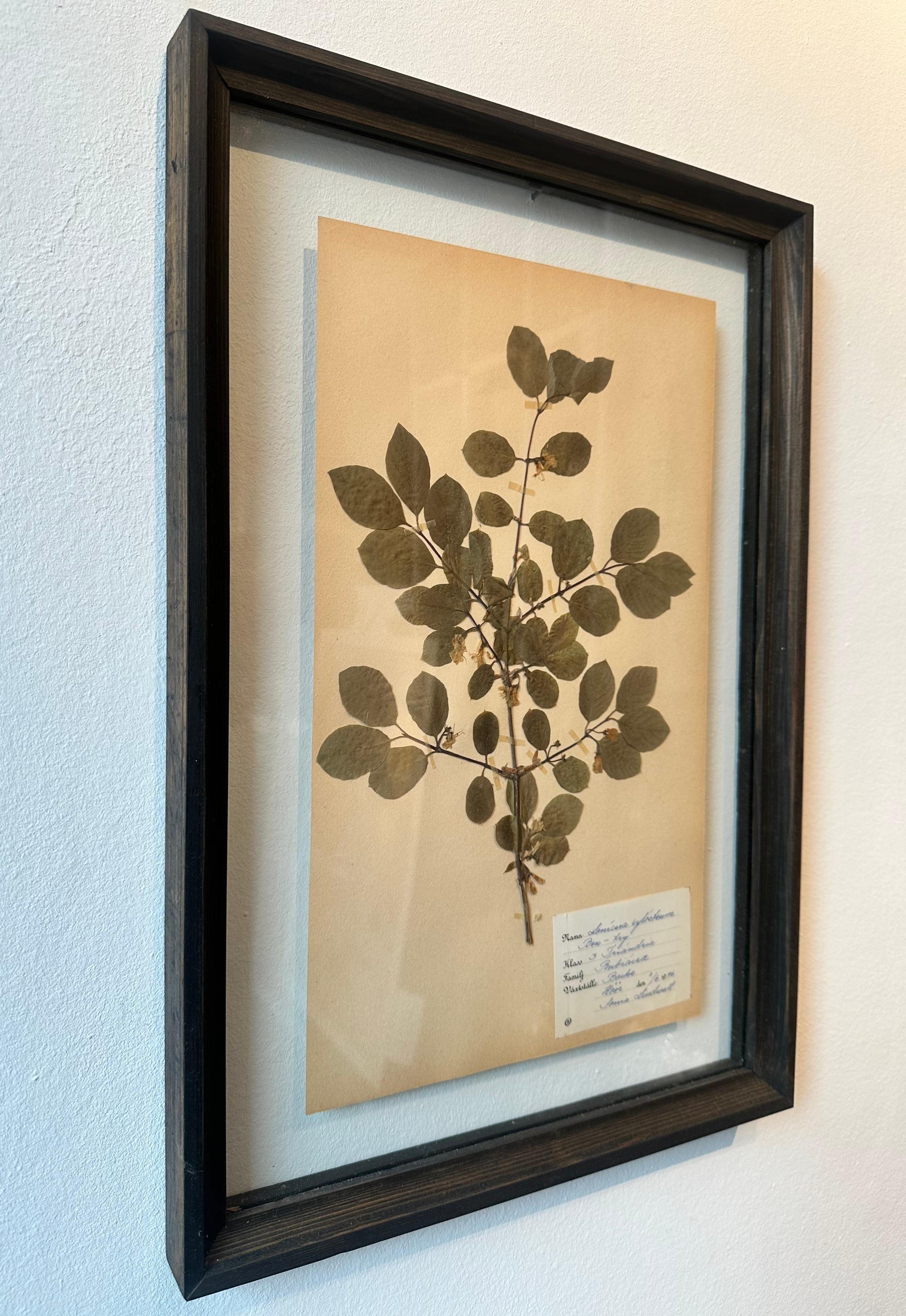 Vintage Herbarium Botanical Flower Press montiert in New Custom gerahmt (Romantik), Mixed Media Art, von Sonia Lindwall