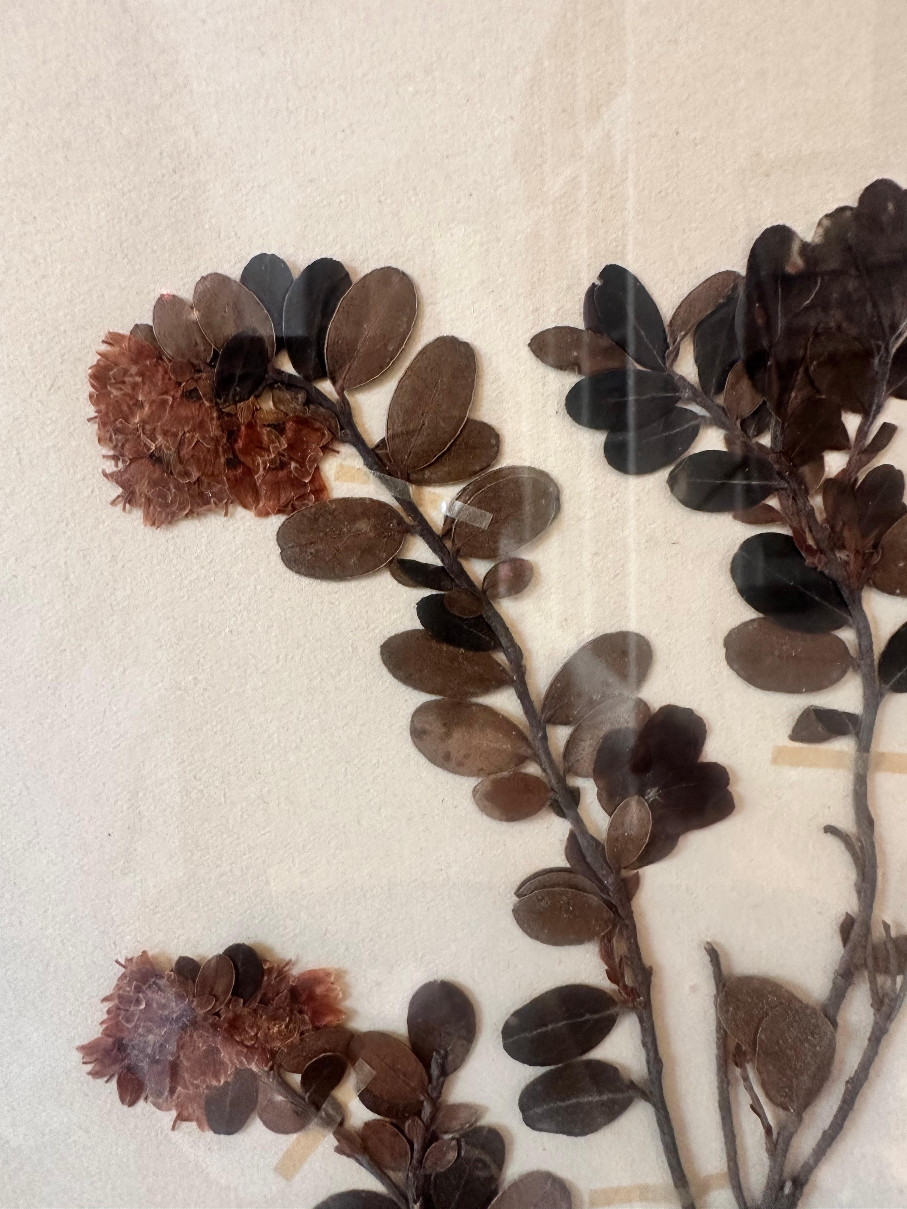 Vintage Herbarium Botanical Flower Press Mounted In New Custom Framed - Brown Still-Life Painting by Sonia Lindwall