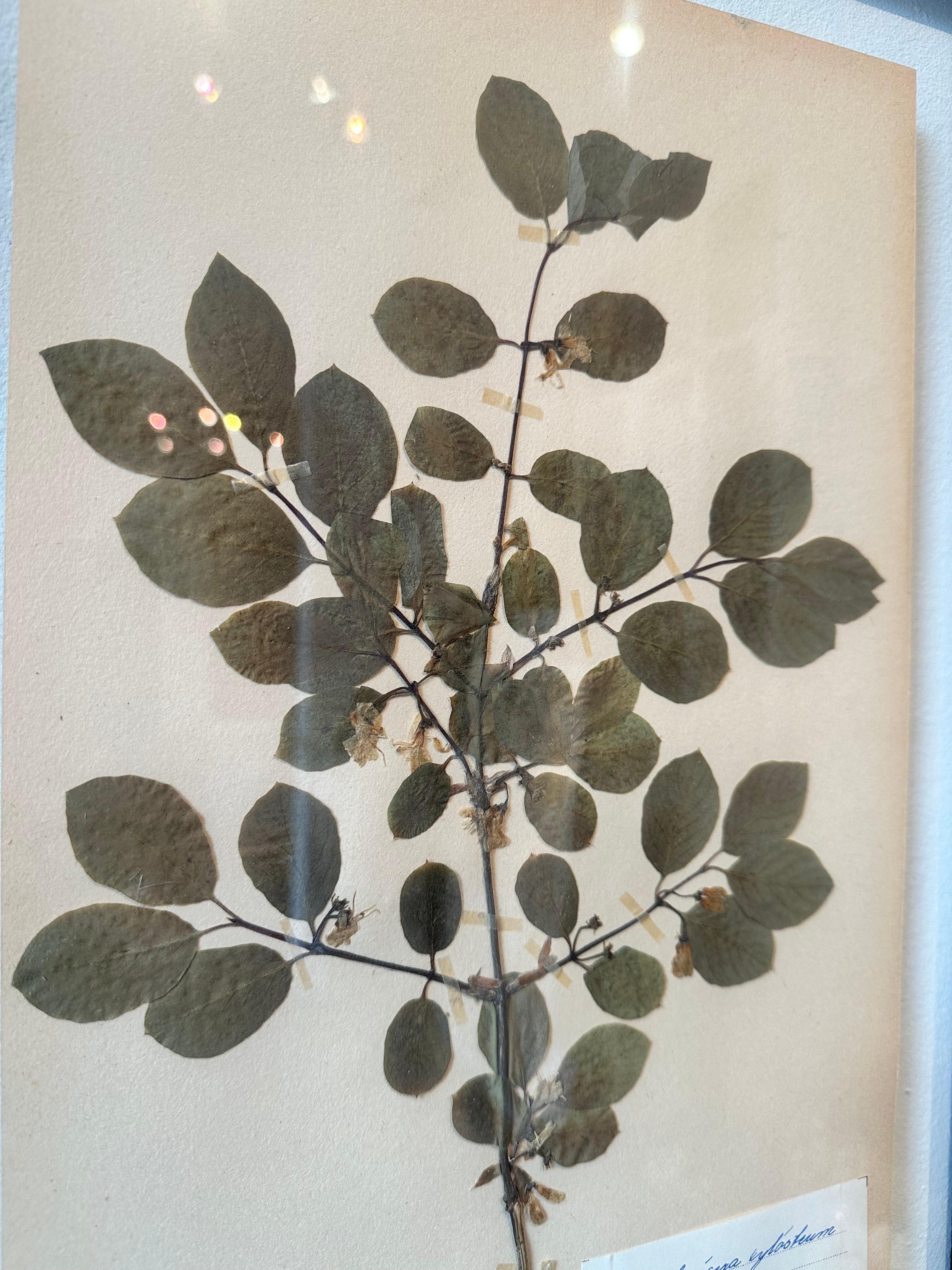 Ein altes Herbarium / botanisches Display, gesammelt und erstellt von S. Lindwald im Juni 1946 in Schweden. Dieses botanische Exemplar wird hinter Glas in einem neuen maßgefertigten Rahmen aufbewahrt. Das gepresste botanische Blatt zeigt die