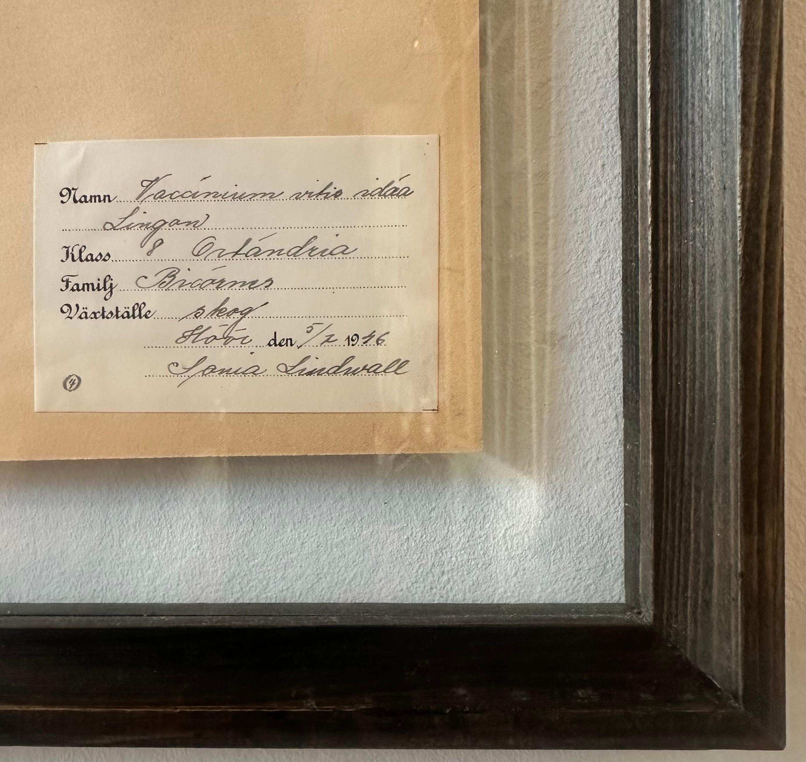 A vintage herbarium / botanical display collected and created by S. Lindwald in June 1946 in Sweden. This botanical specimen is preserved behind glass in a new custom-made frame. The pressed botanical sheet showcases the beauty of Scandinavian